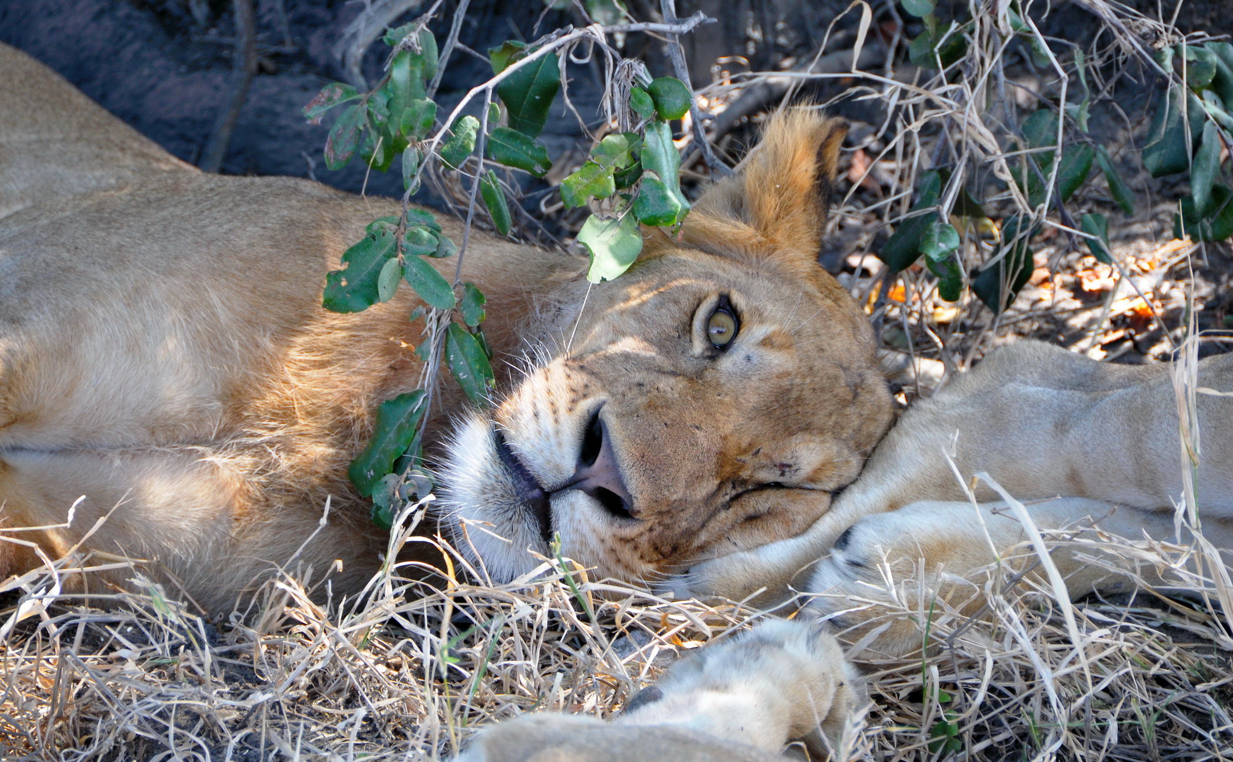 Occhio sempre vigile...