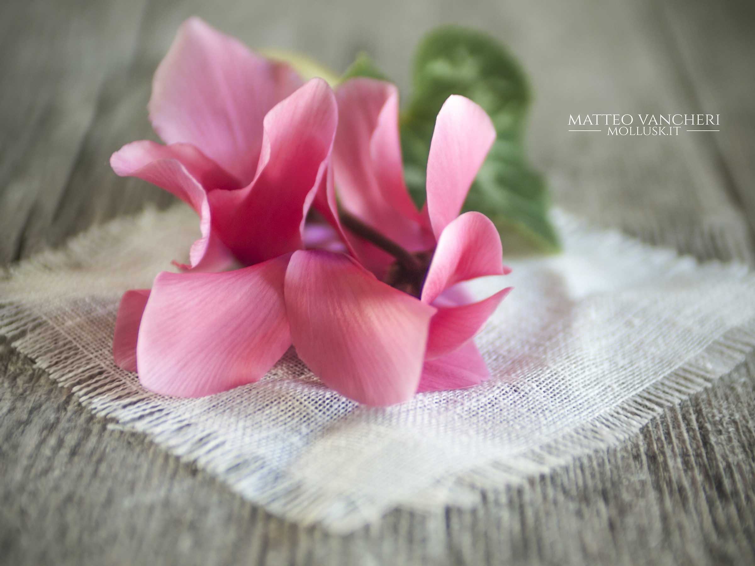 Il ciclamino della mia mamma