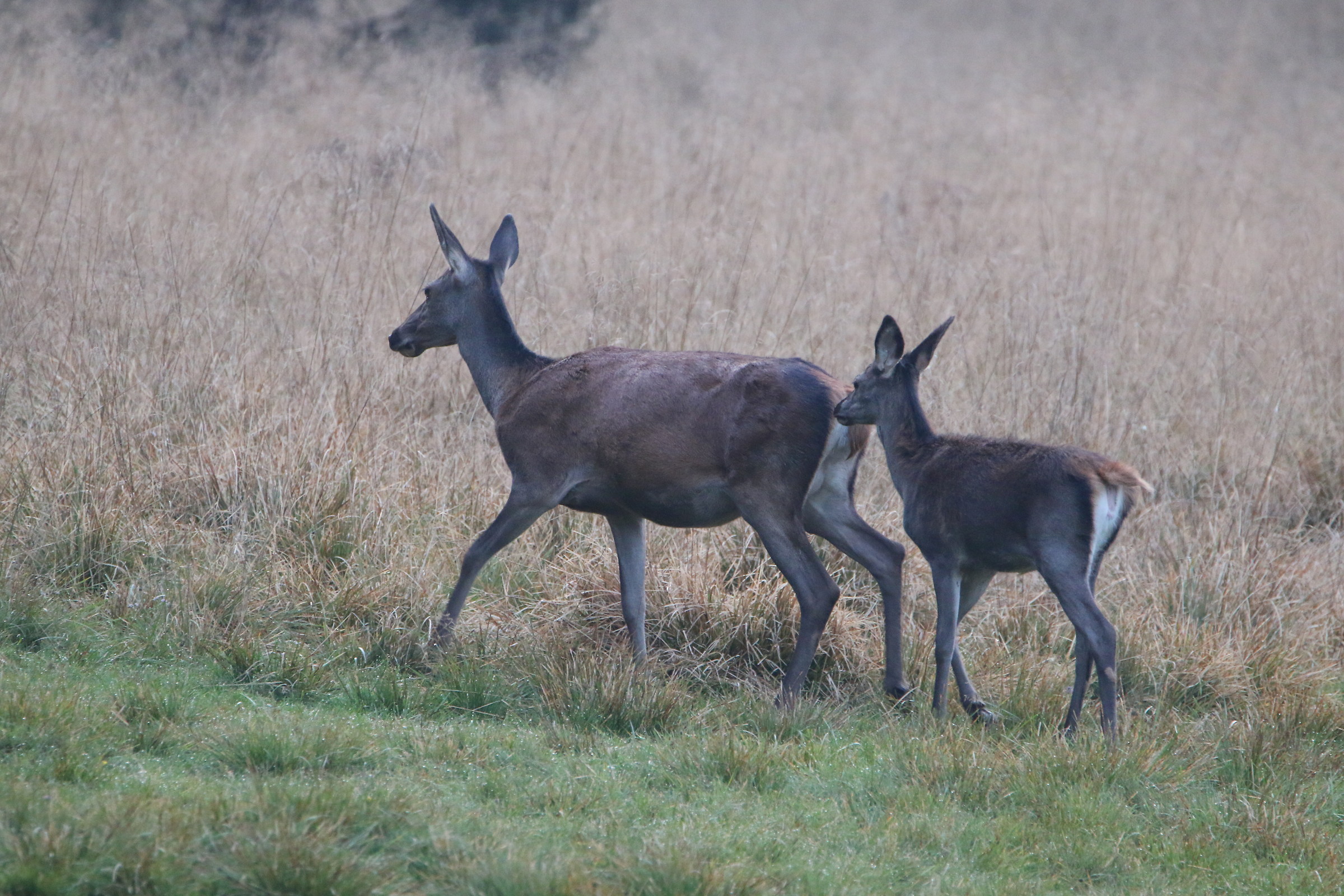 I highly recommend you stay close