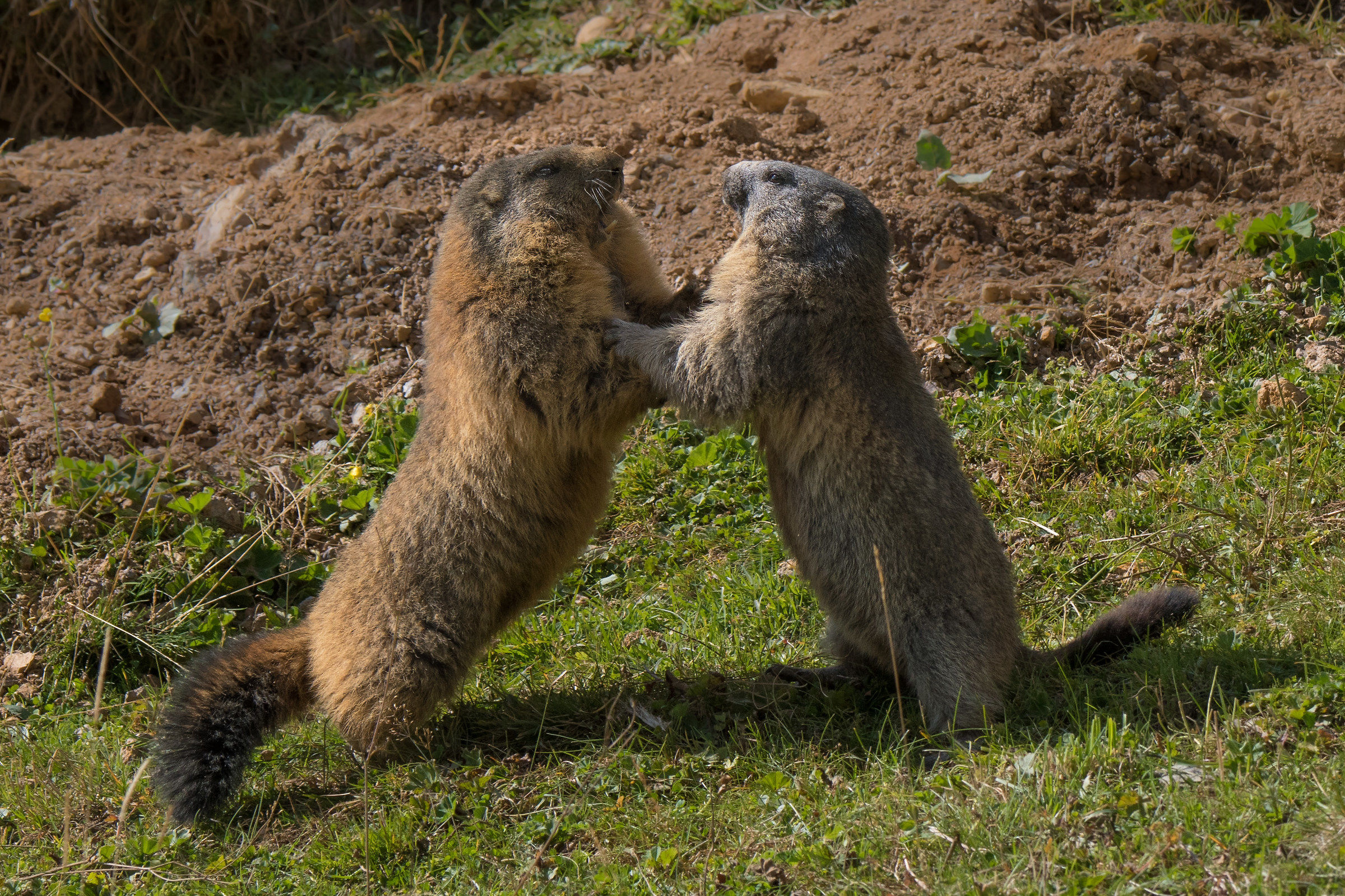 Marmots clinch