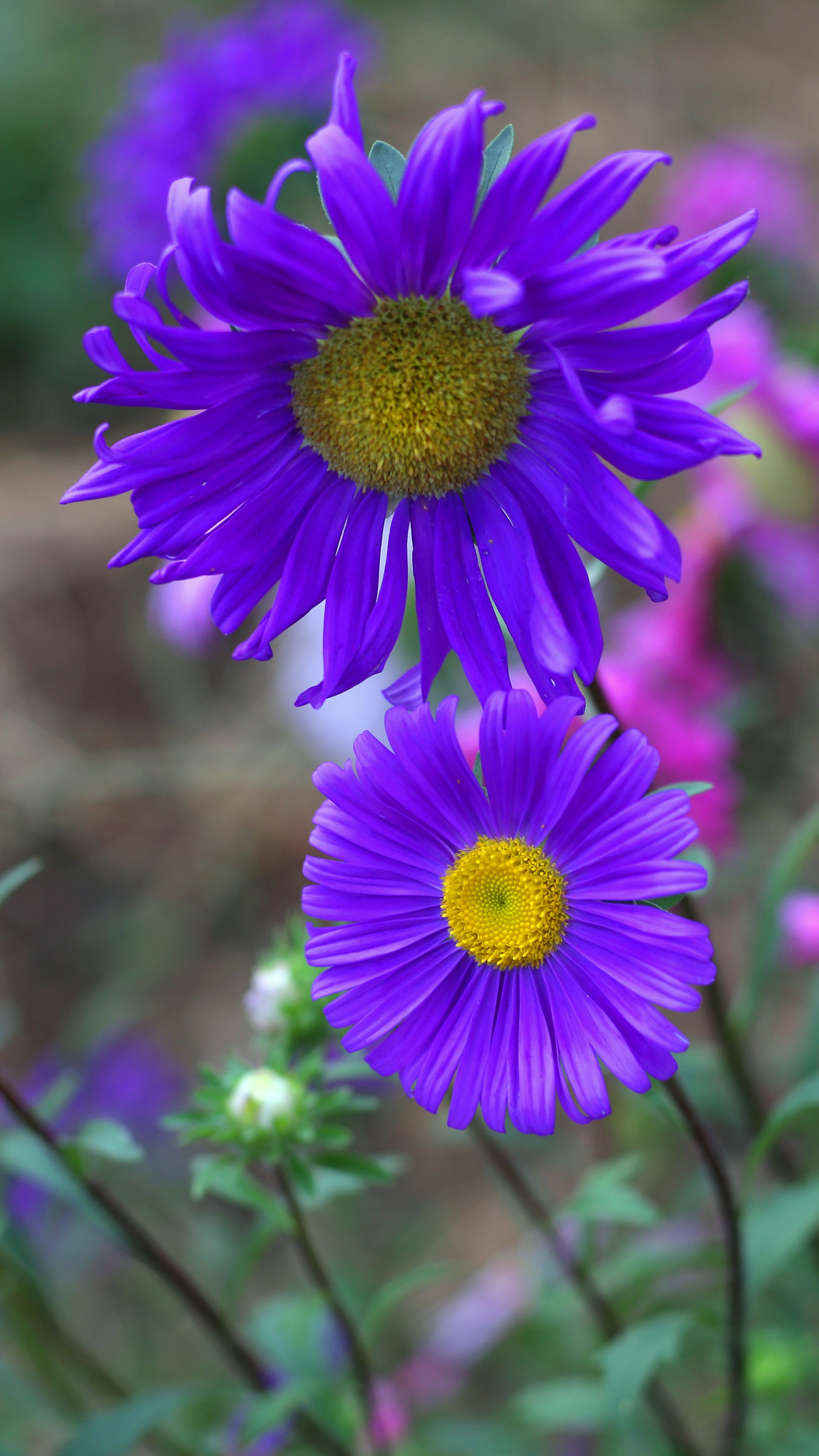 fiori