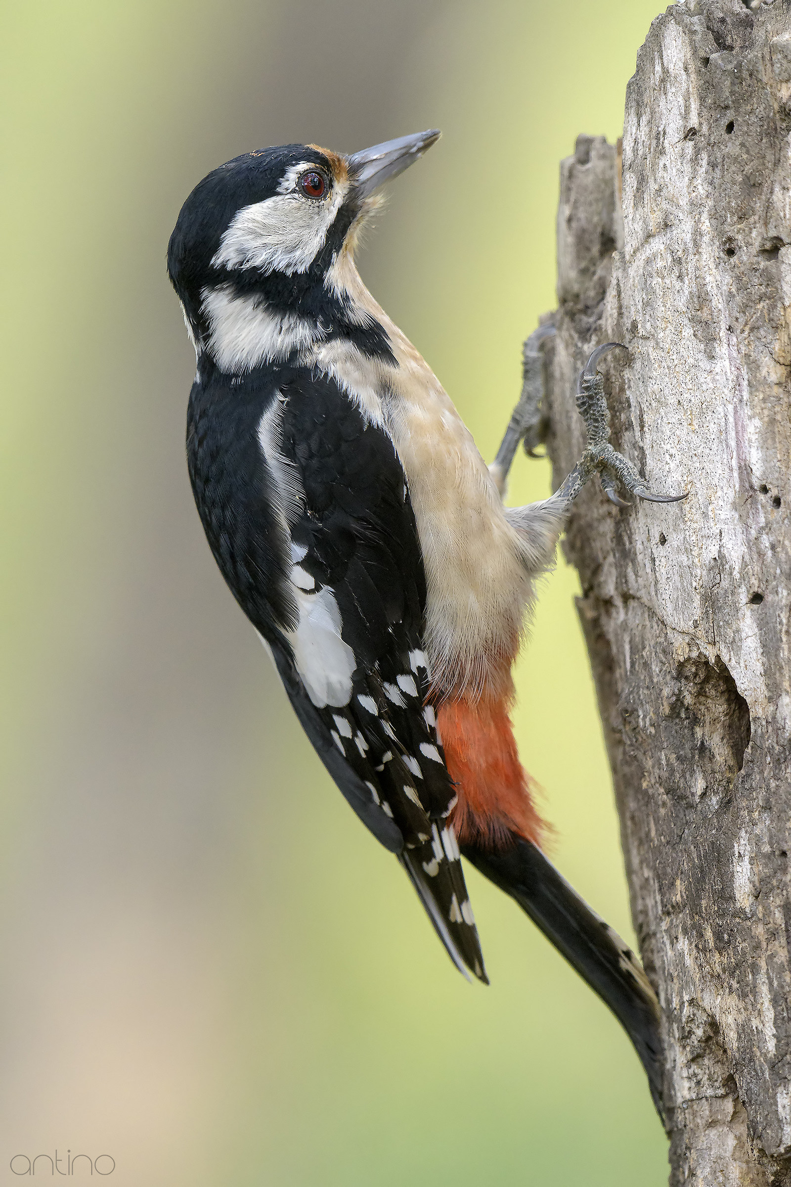 Great Spotted Woodpecker