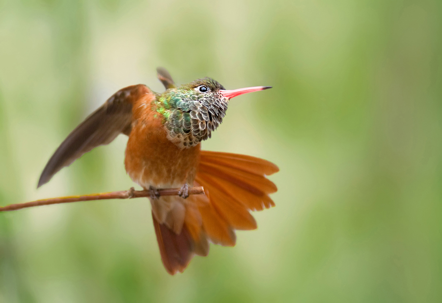 colibrì