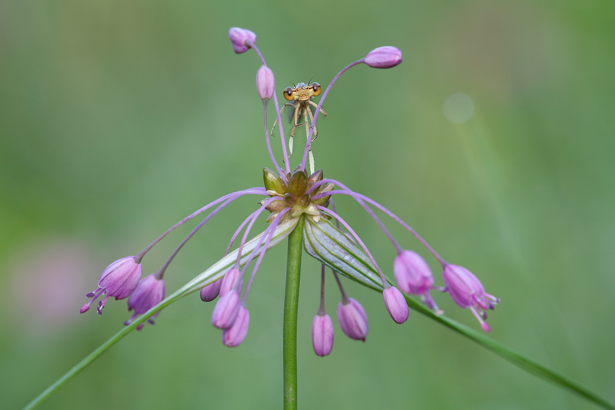 Platycnemis pennipes