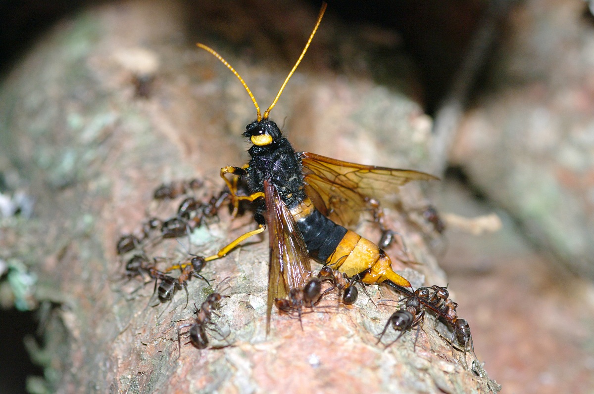 Urocerus Gigas attacked by Formiciade