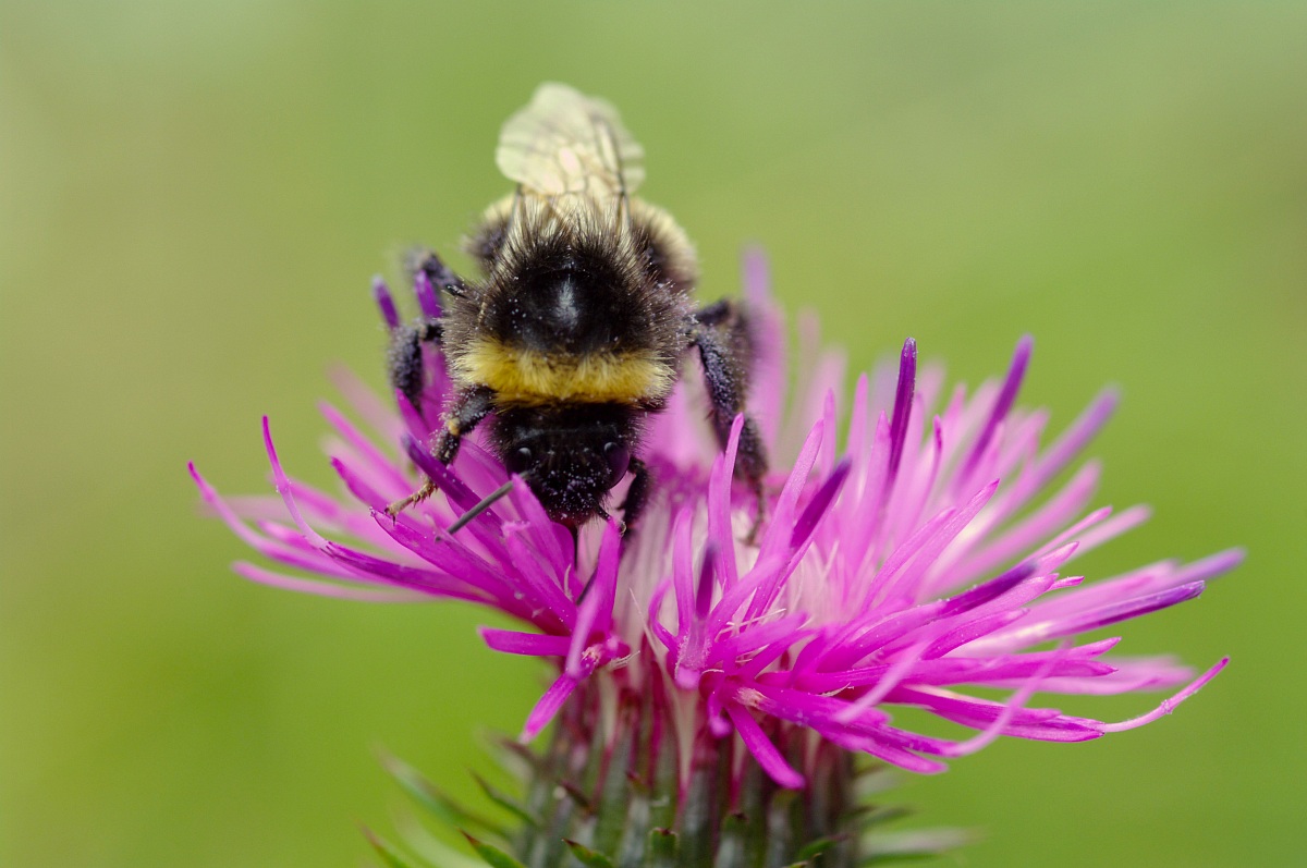 Bombus terrestris
