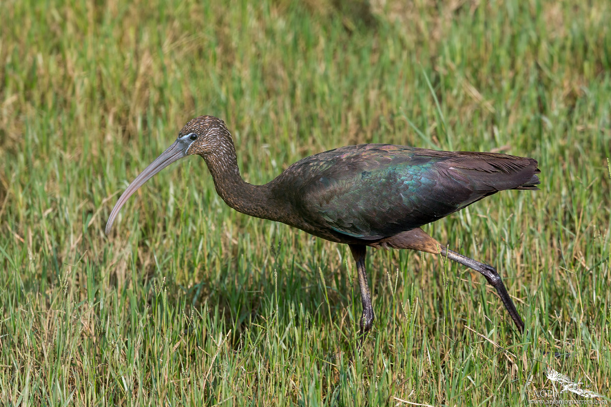 glossy ibis