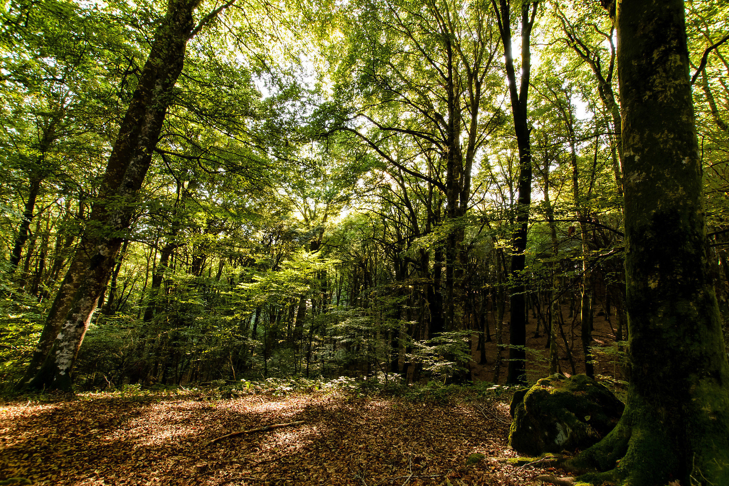 Beech forest