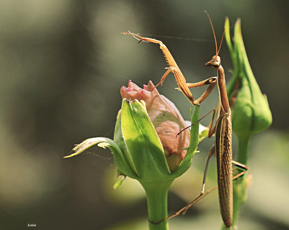 Praying Mantis as Alien
