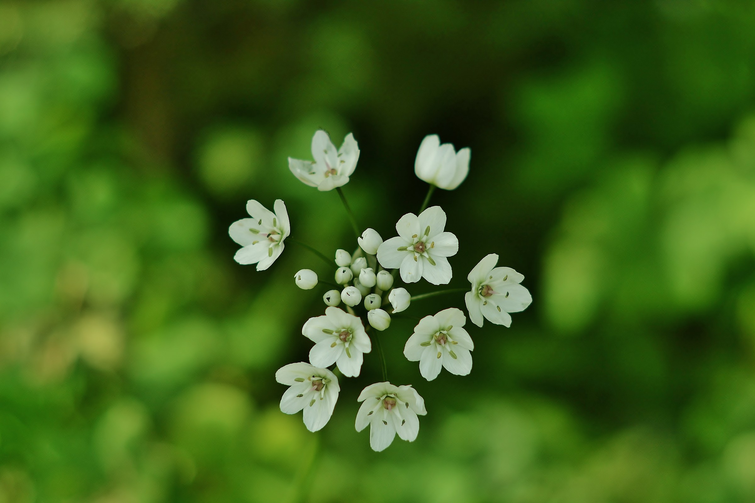 The pleasure of "bokeh"