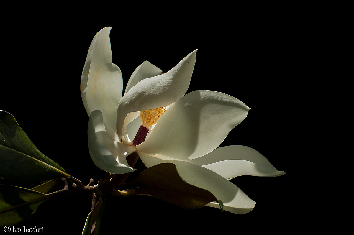 Like a treasure chest.