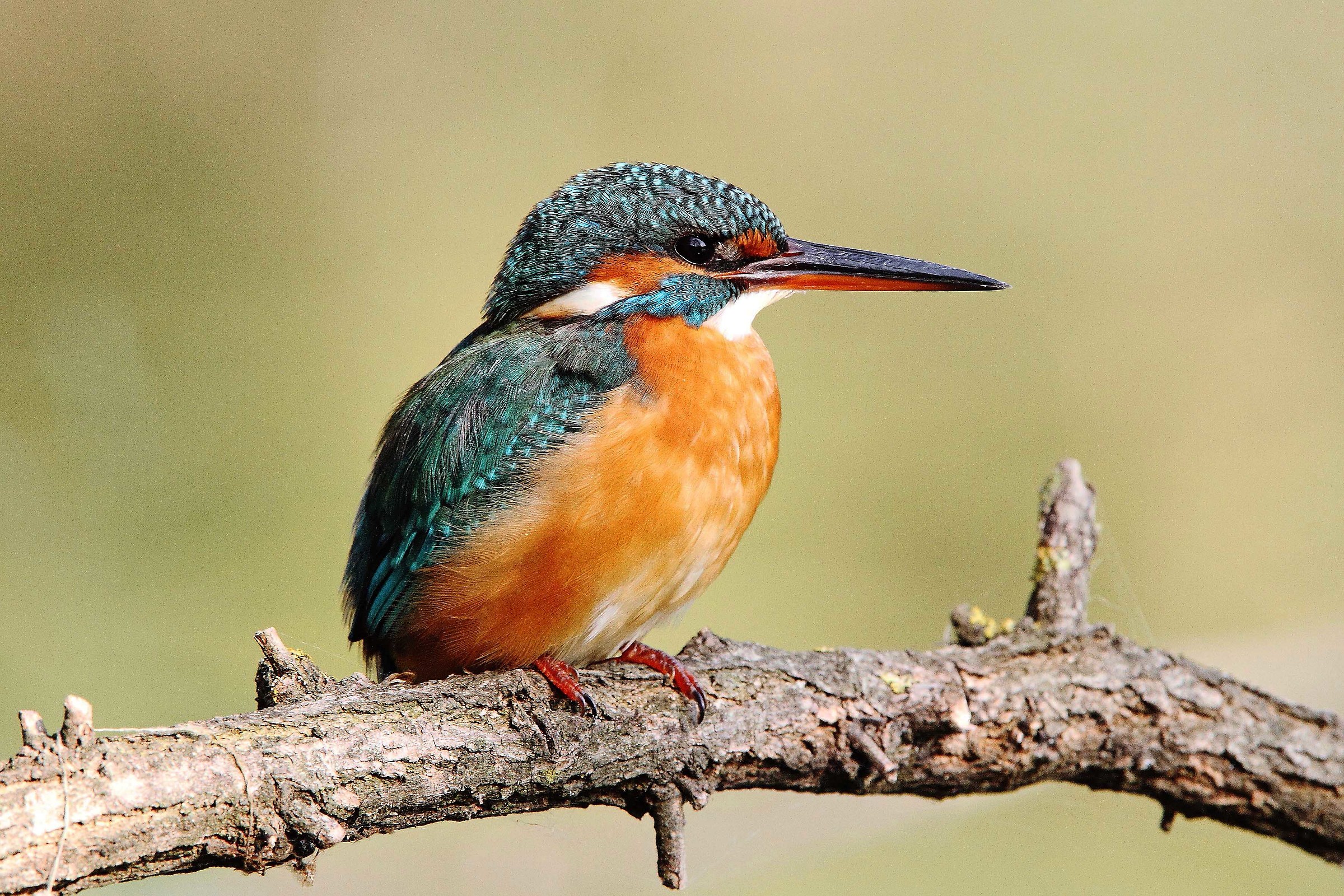 Ritratto di martin pescatore