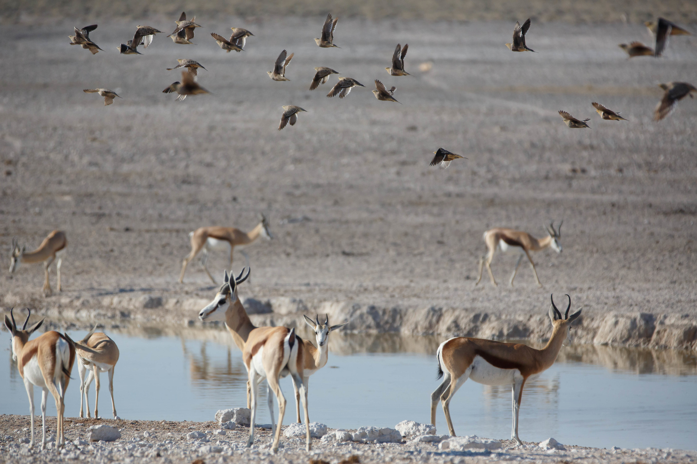 Scene at the pool nell'Etosha