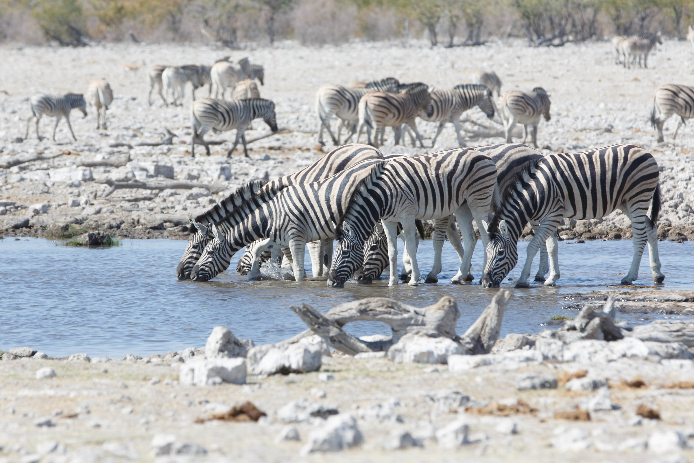 Another scene at nell'Etosha puddle