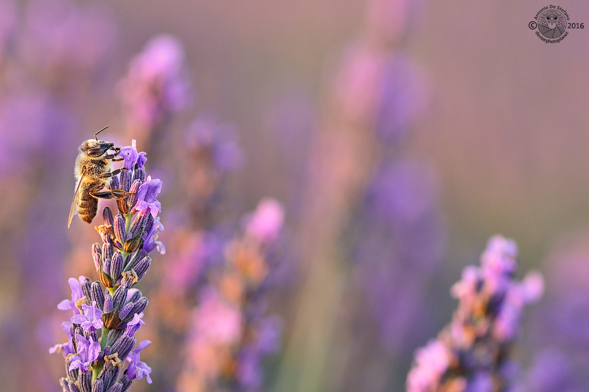 La tessitrice della lavanda
