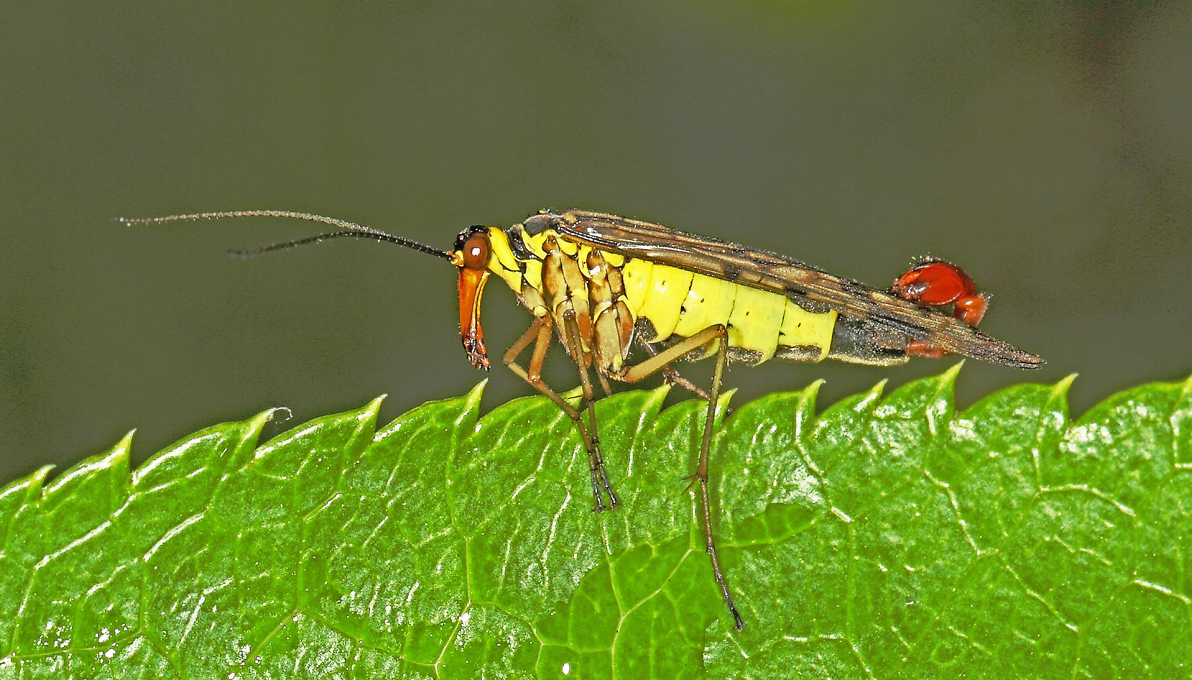 scorpion fly