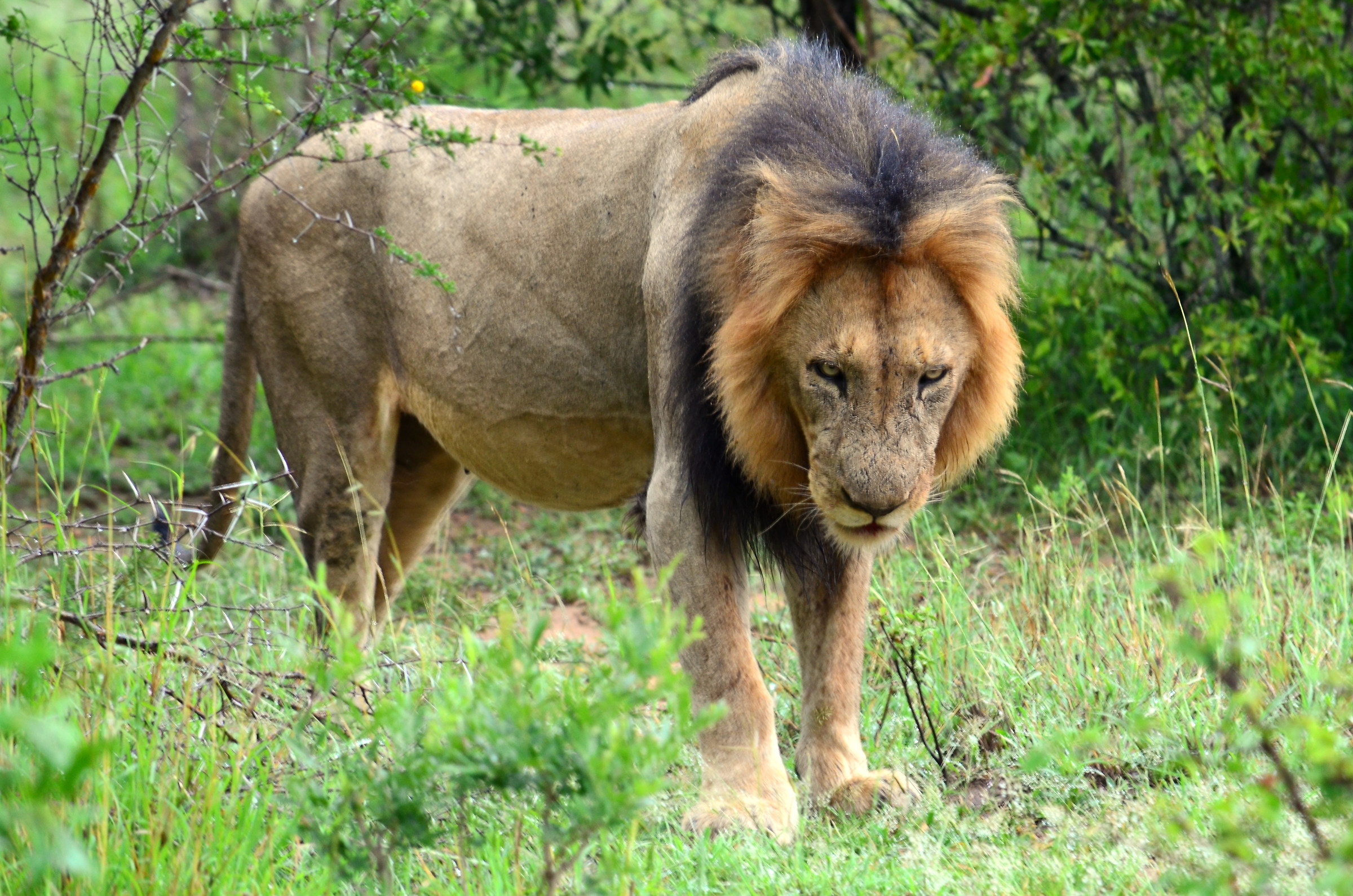 The King of the Forest