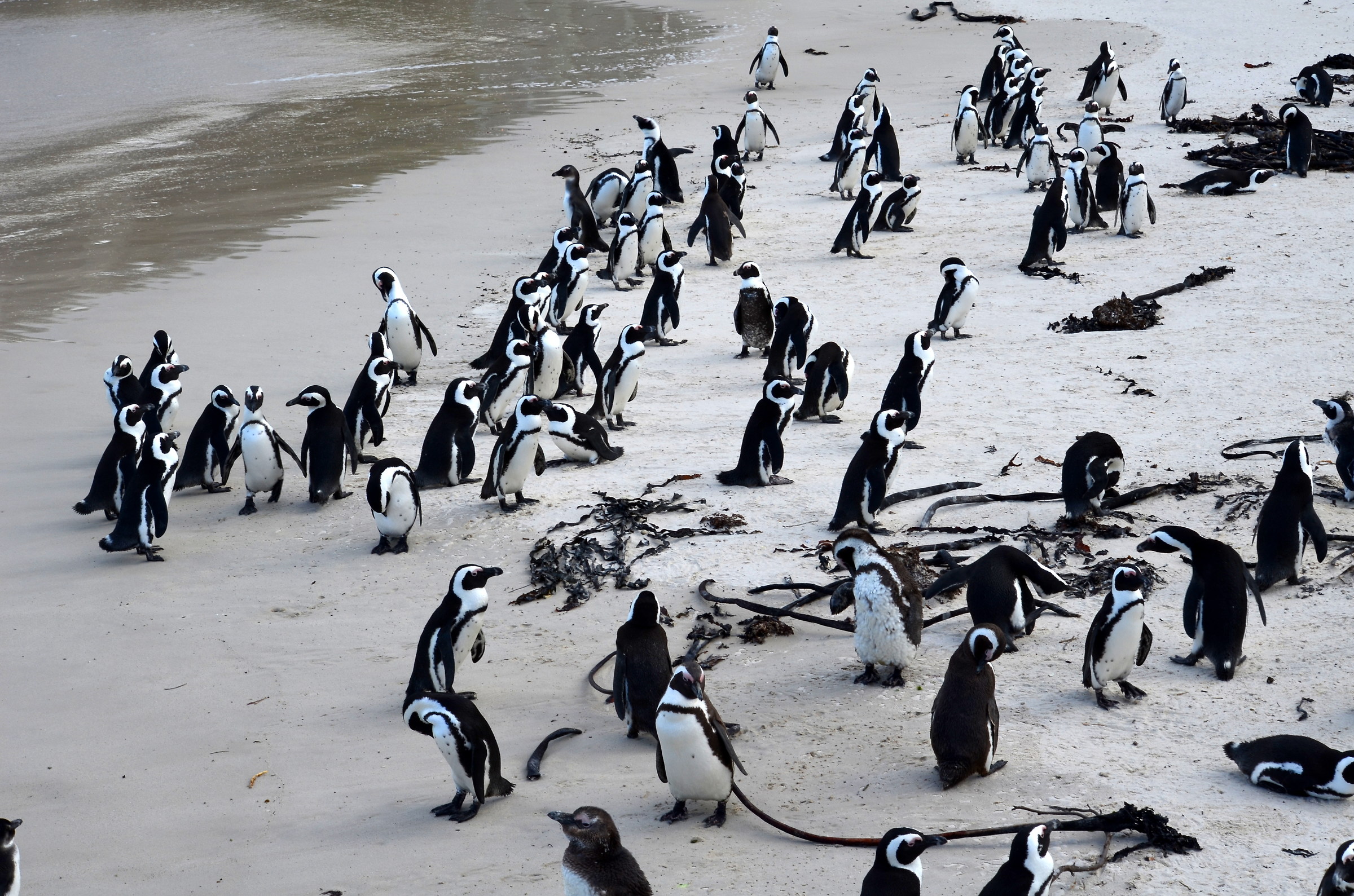 Boulders Beach