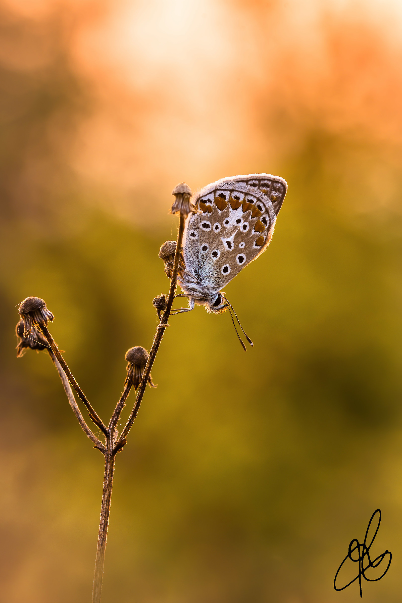 L'Alba di un Nuovo Giorno