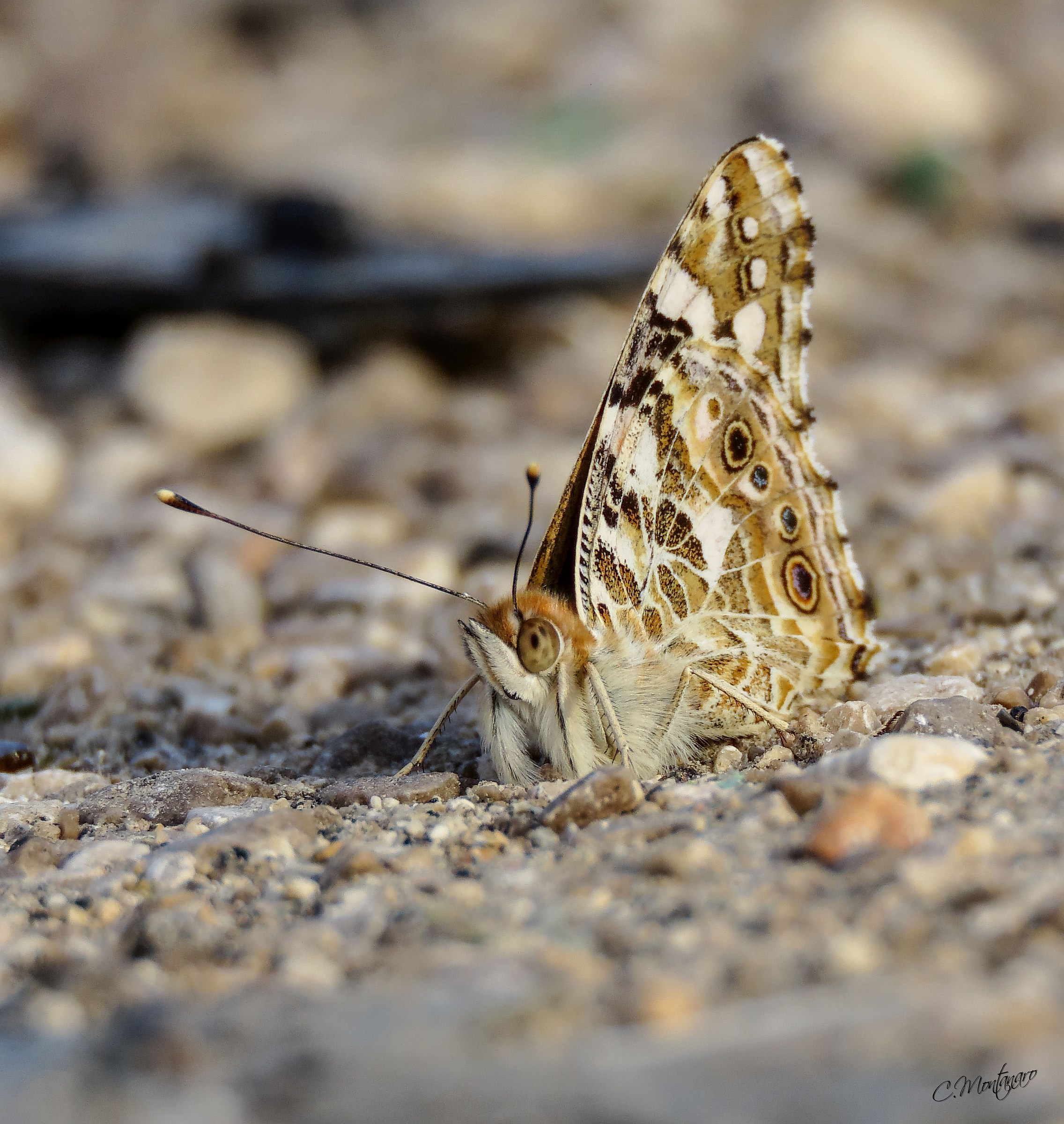 Vanessa cardui