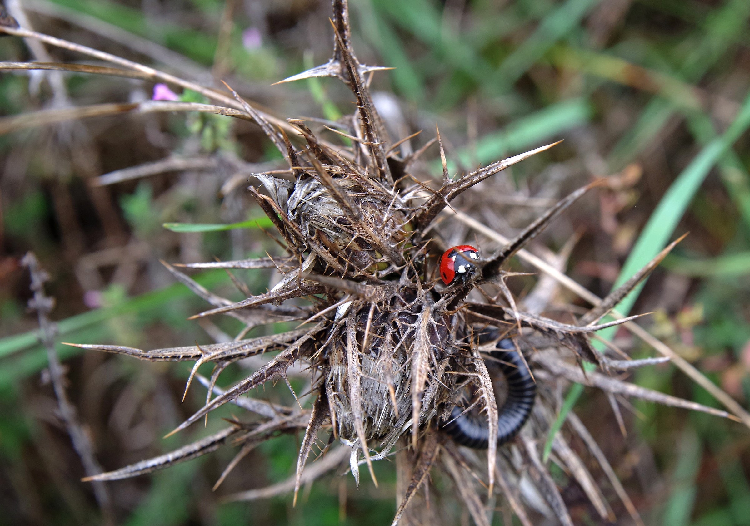 The higher the mountain, the view is beautiful