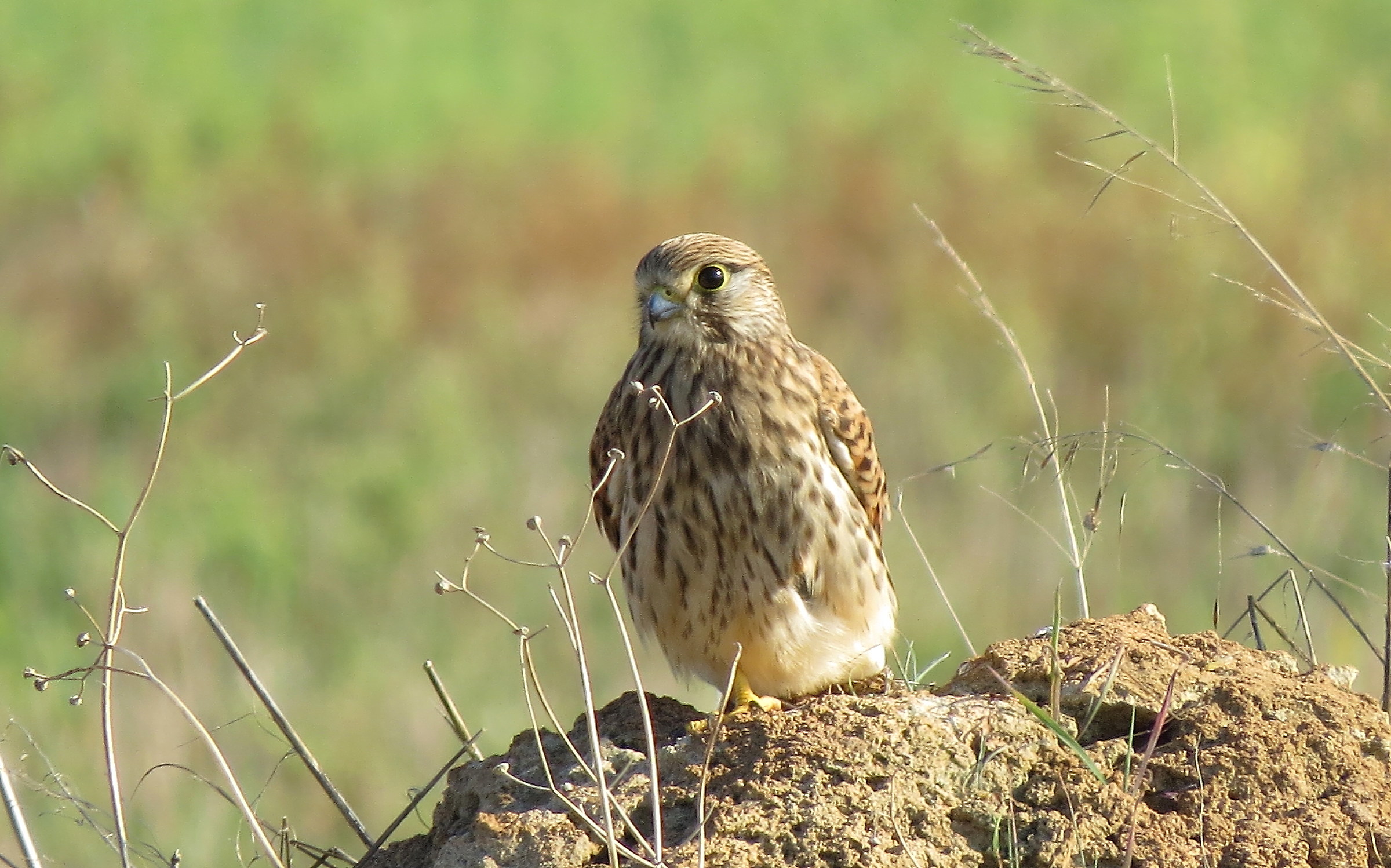 brother kestrel