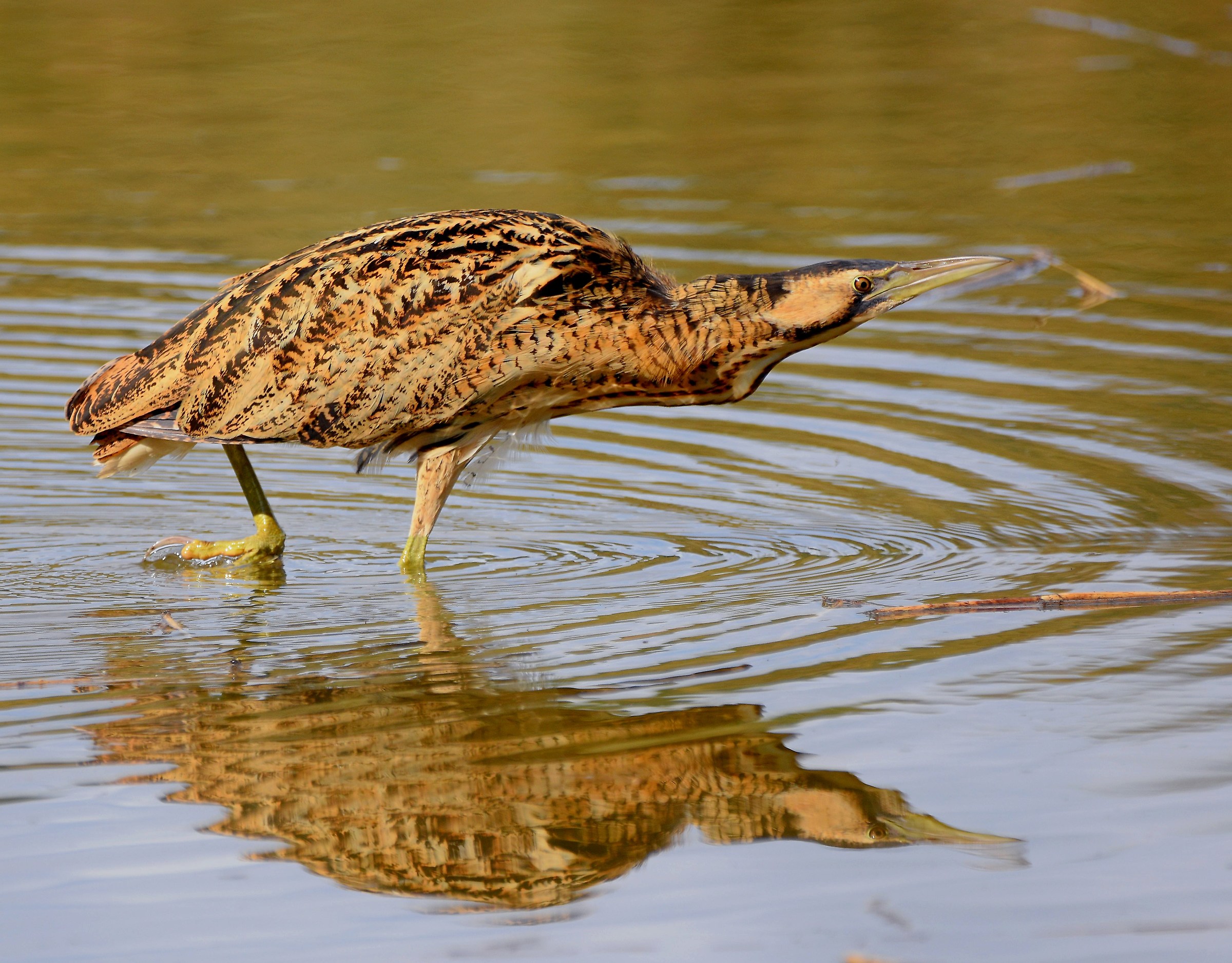 Bittern