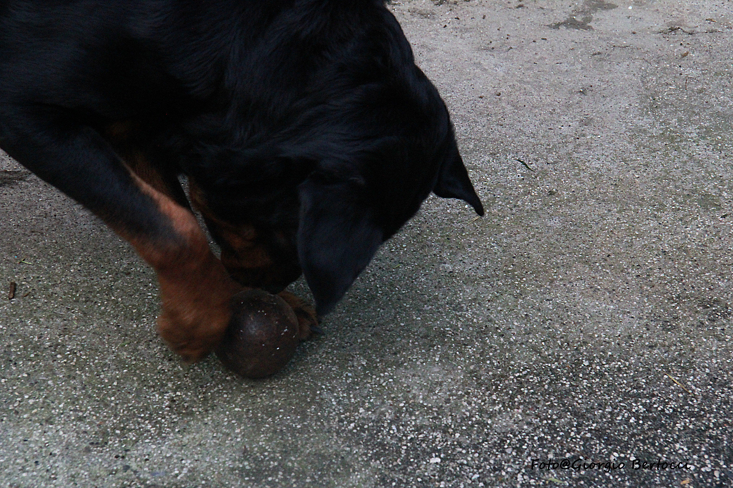 this is his favorite ball