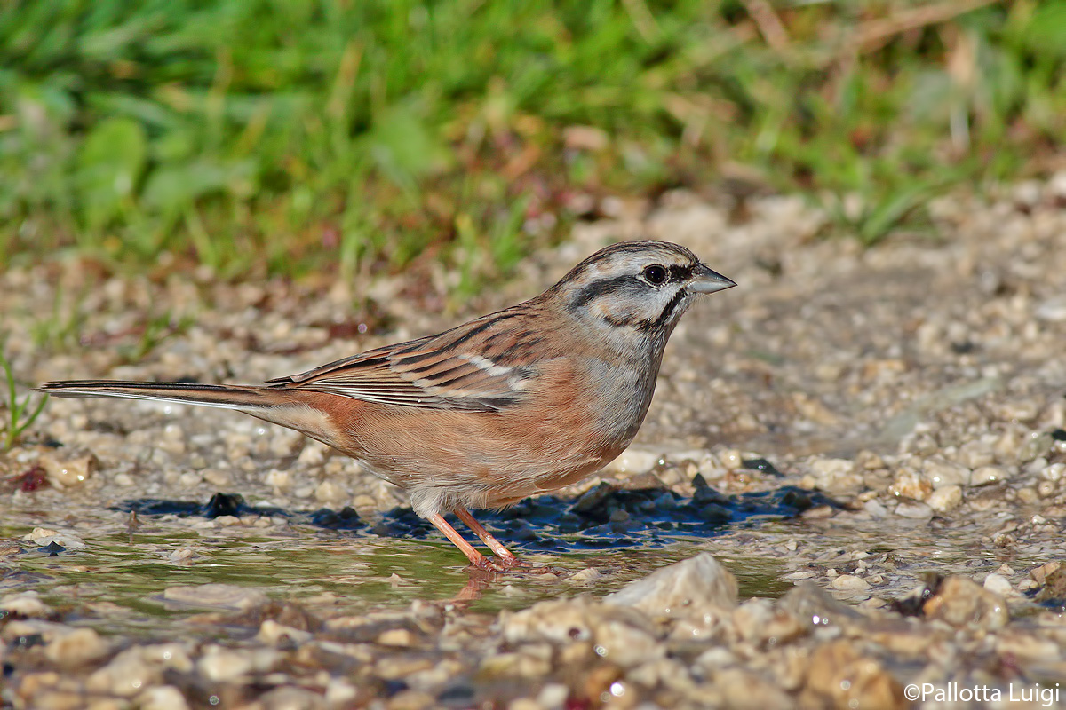 Zigolo muciatto ( Emberiza cia )