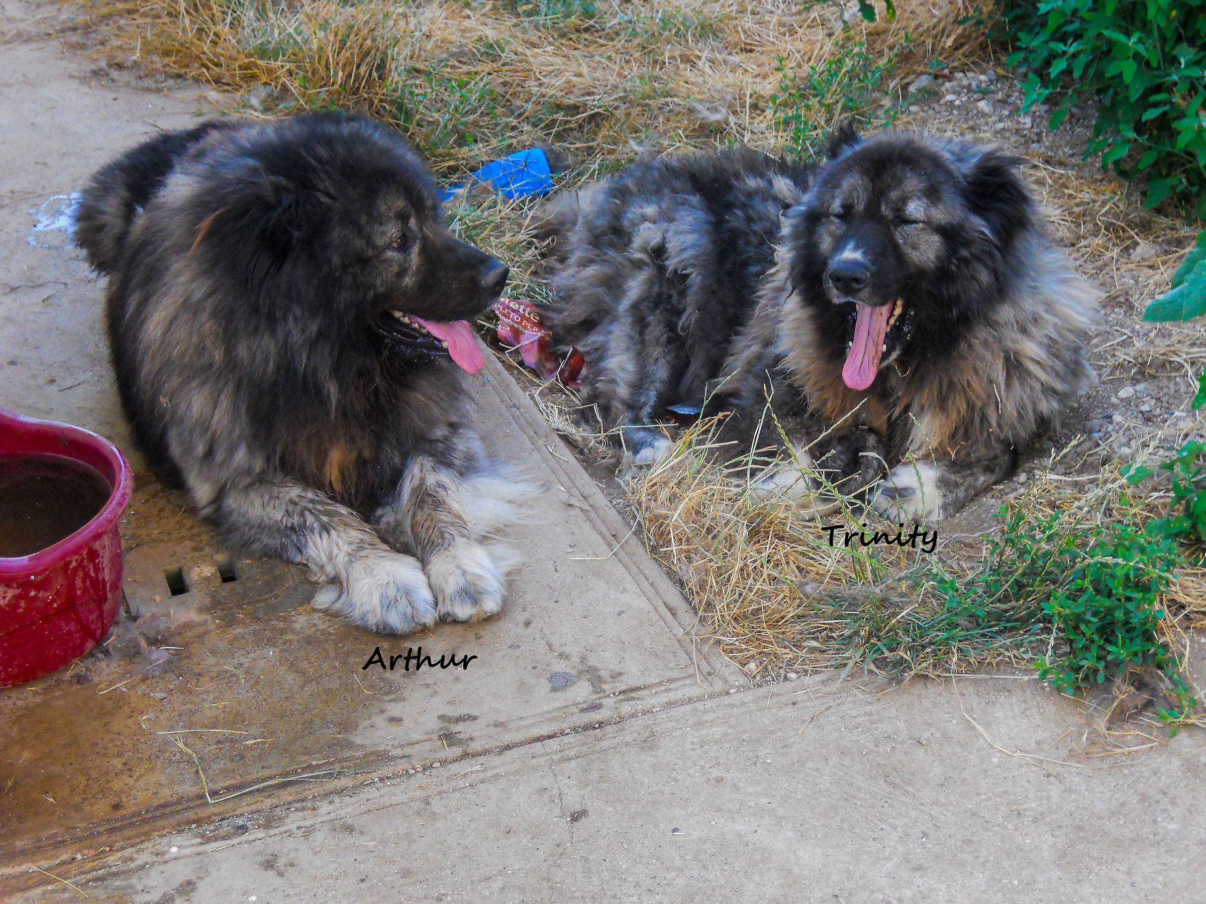 Arthur and the majestic Trinity Princess, I miss them