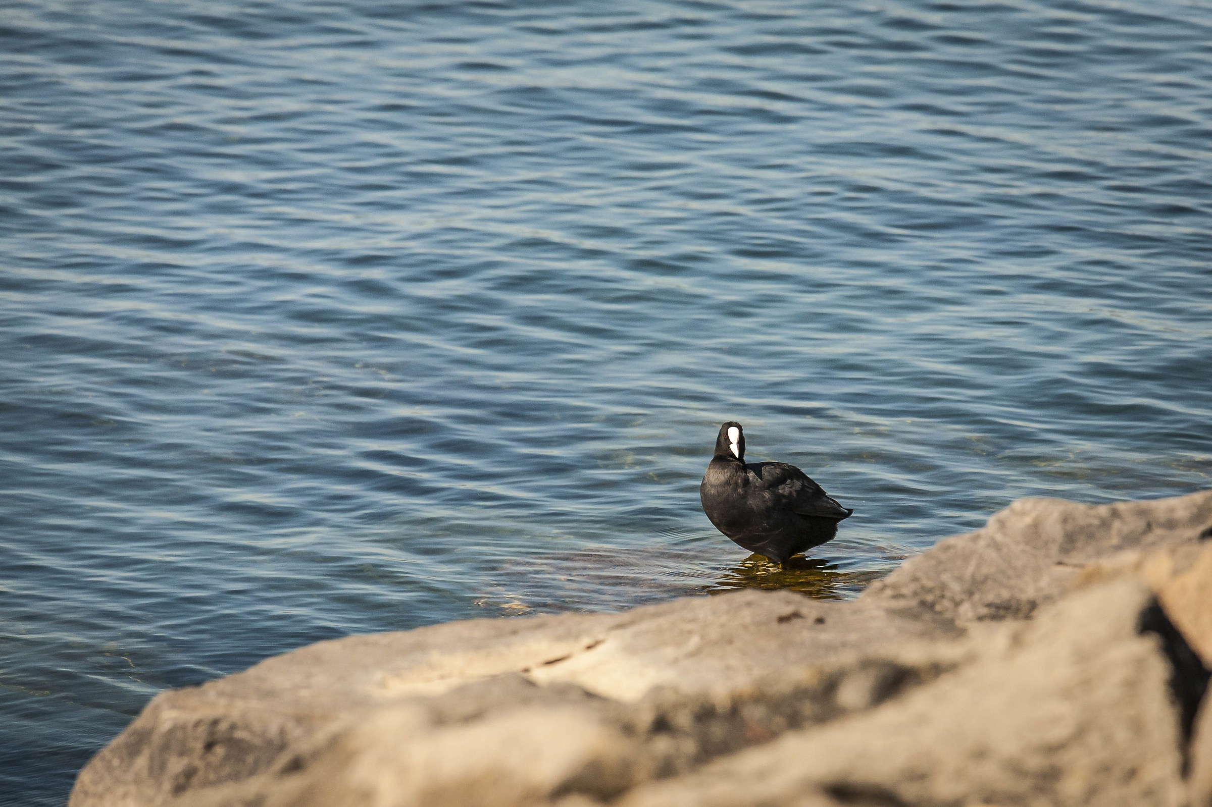 Mi stai guardando?? (Folaga)