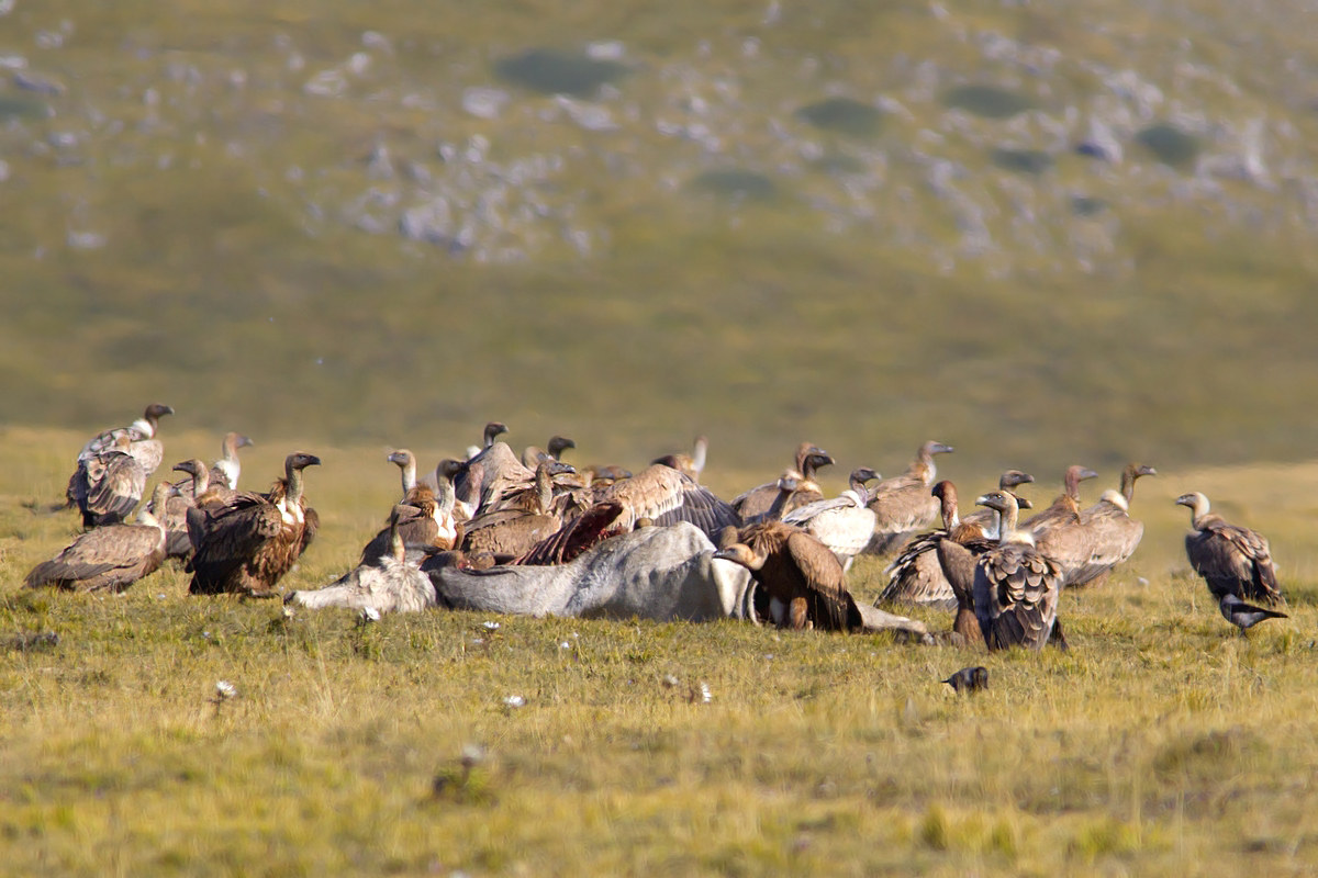 add a place at the table by the large stone griffins
