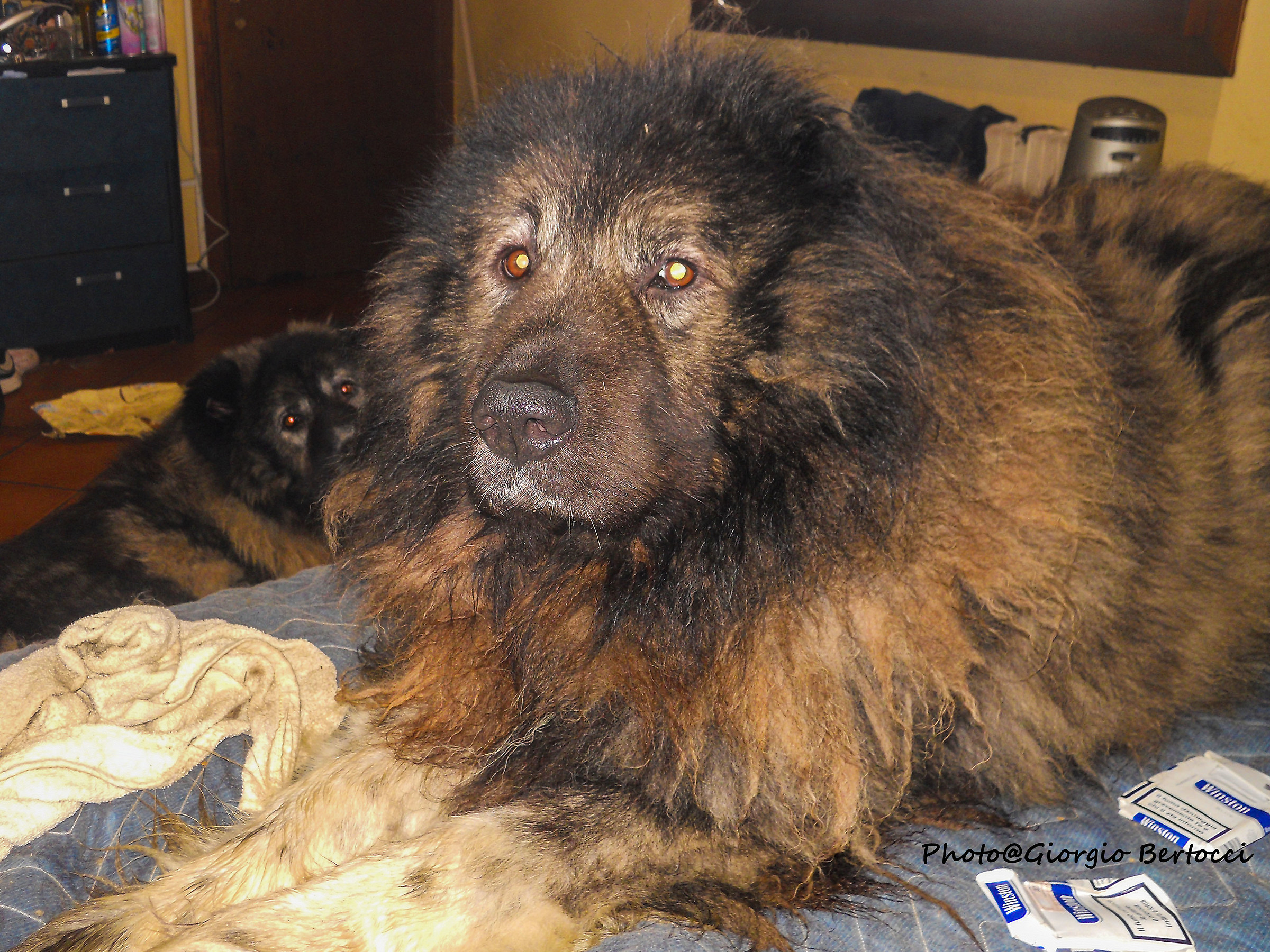 Arthur controllava i lavori