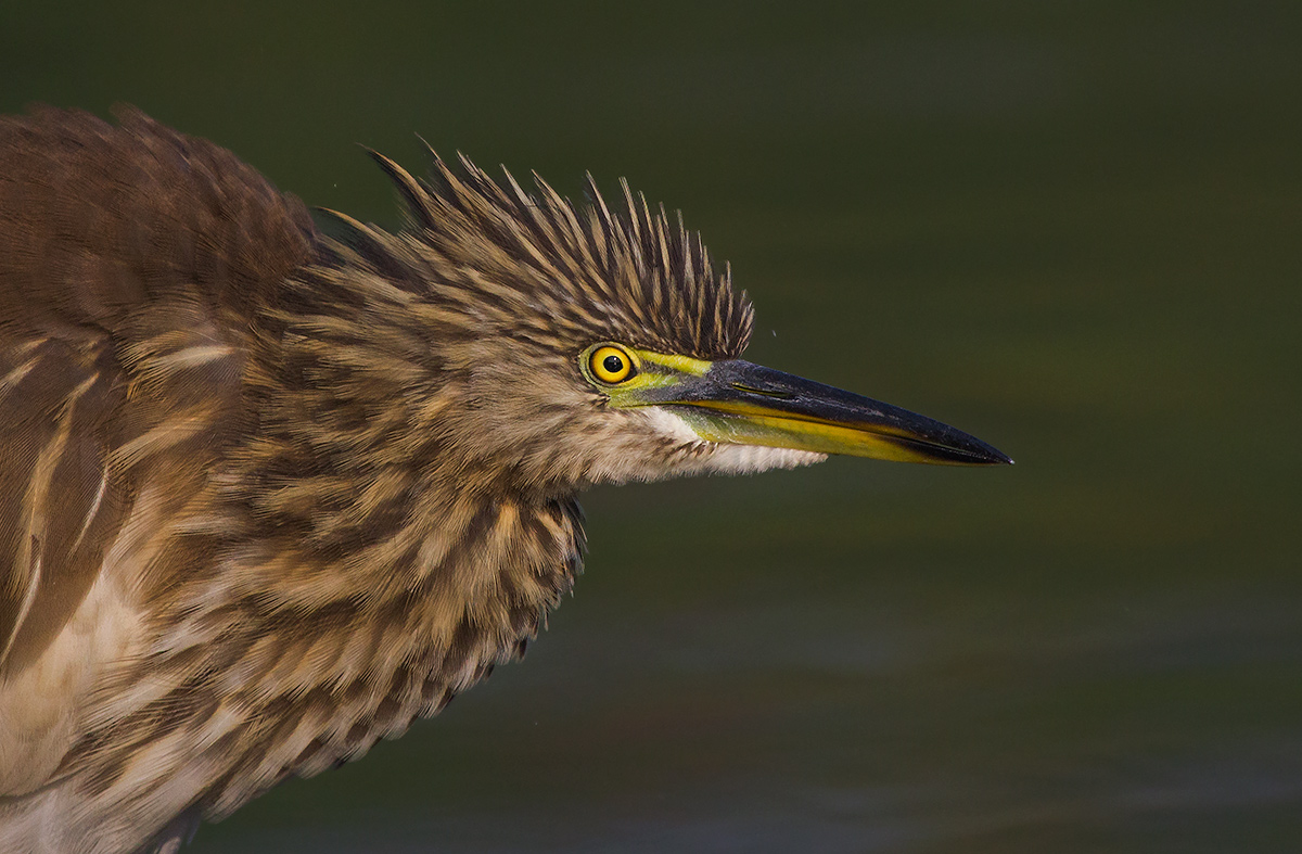 Pond Heron portrait.