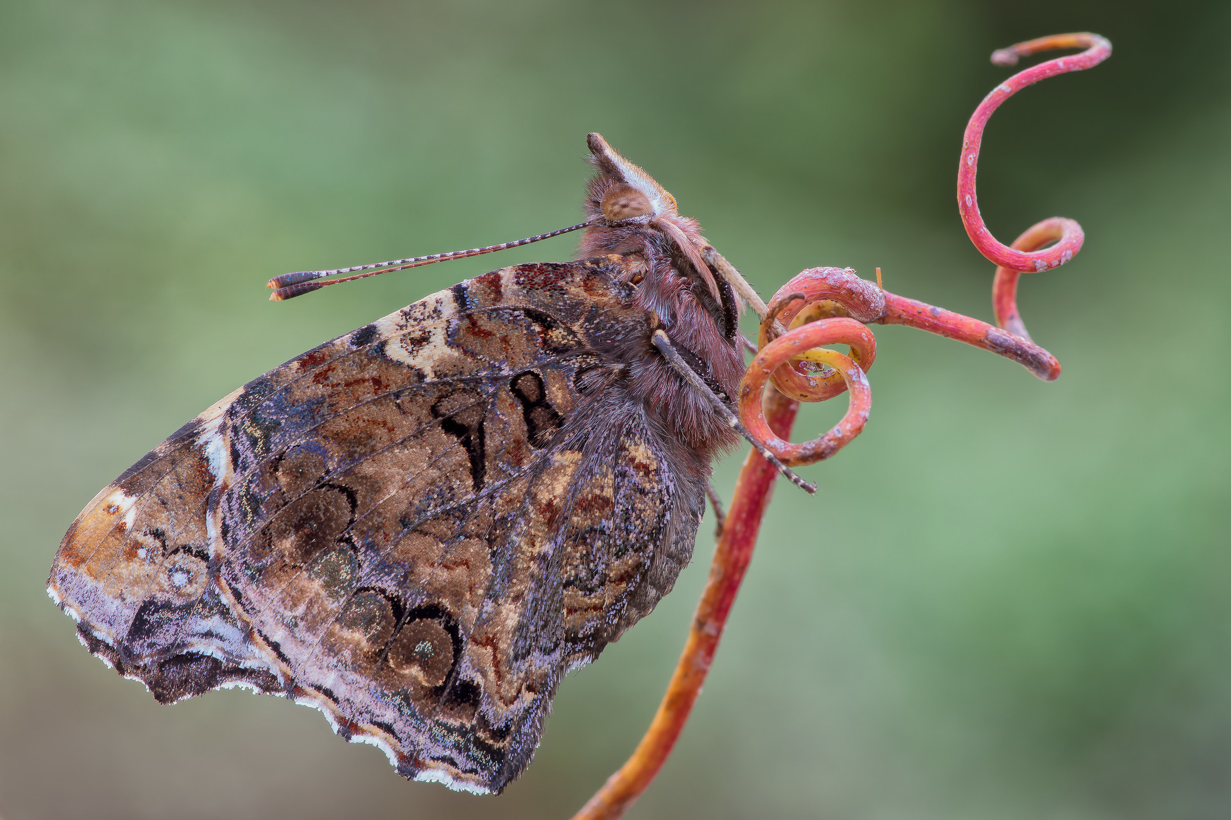 Red Admiral at sunset - Pixel shift