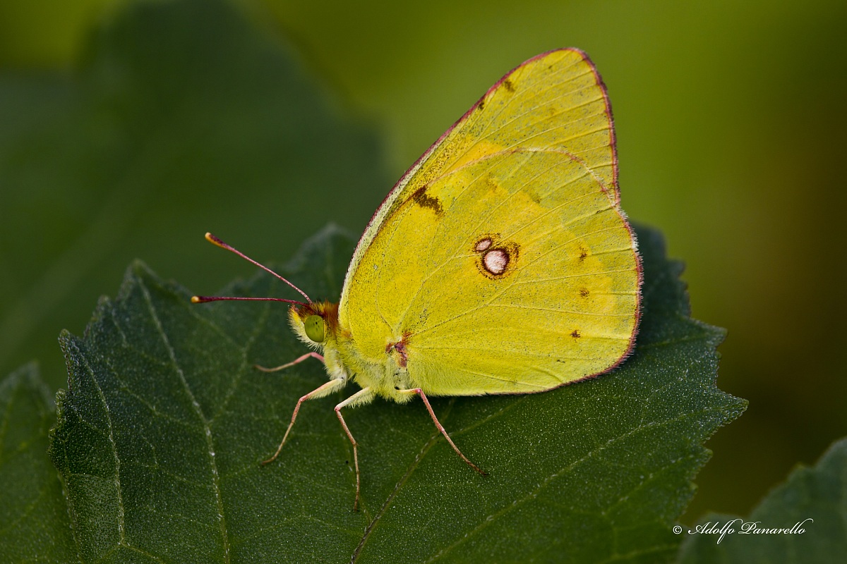 Colias Crocea