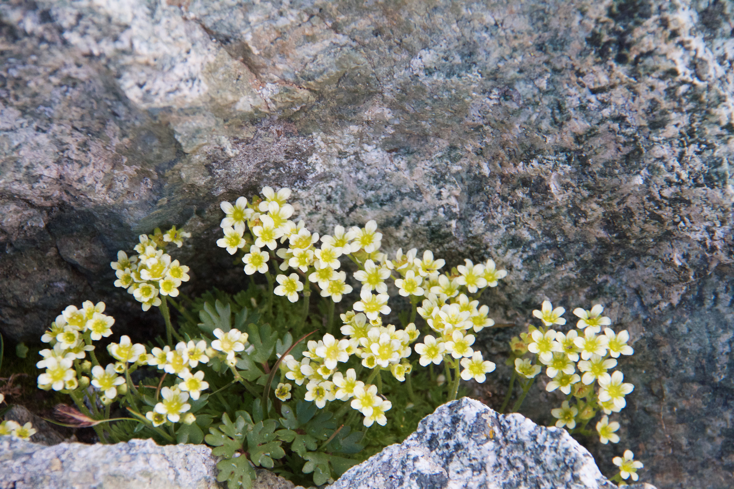 flowers on the trail