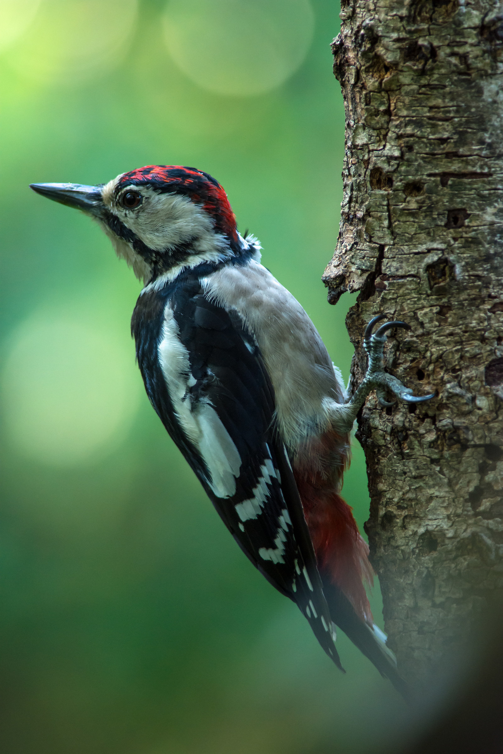 Young great spotted Woodpecker