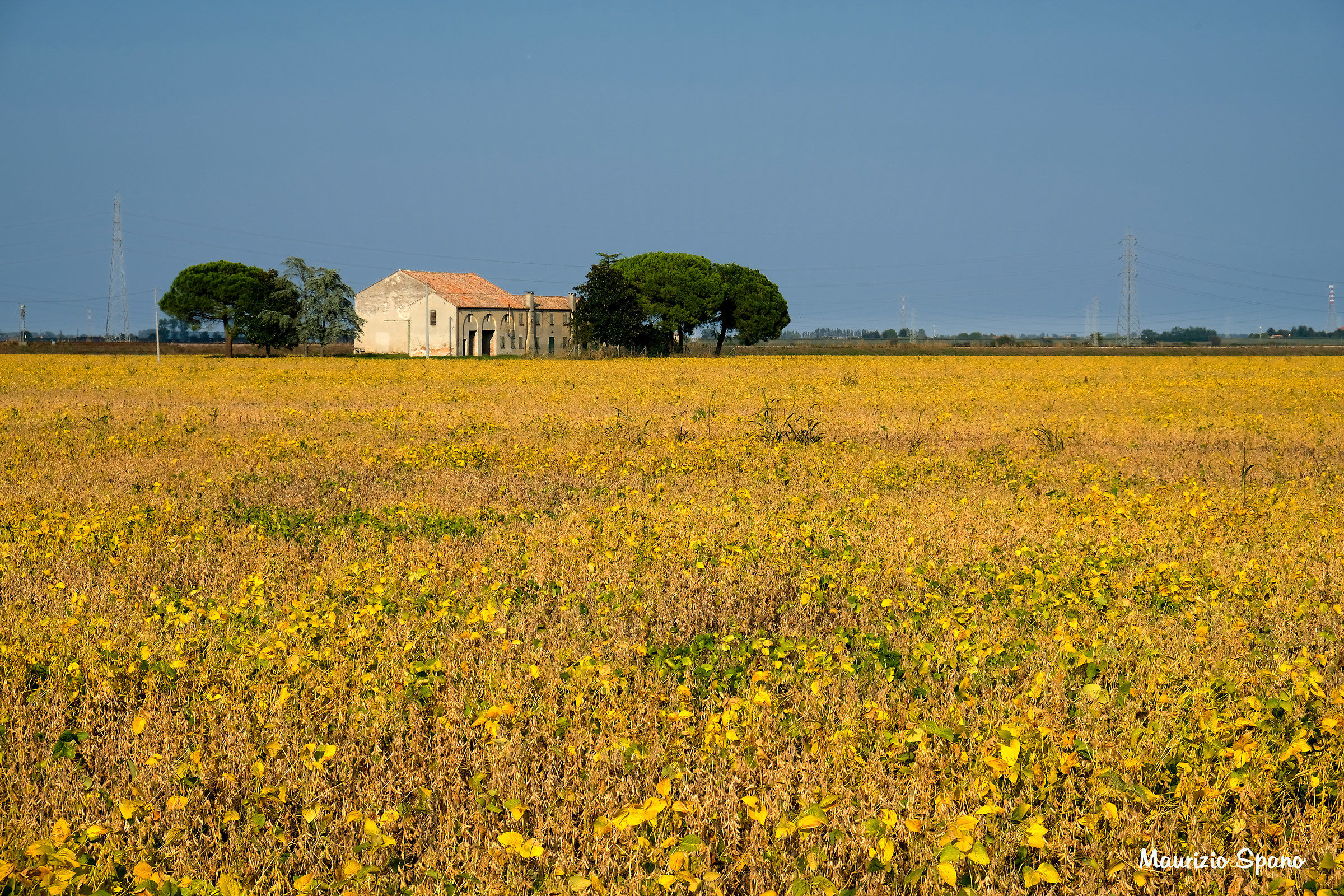The yellow is confused between autumn and late summer