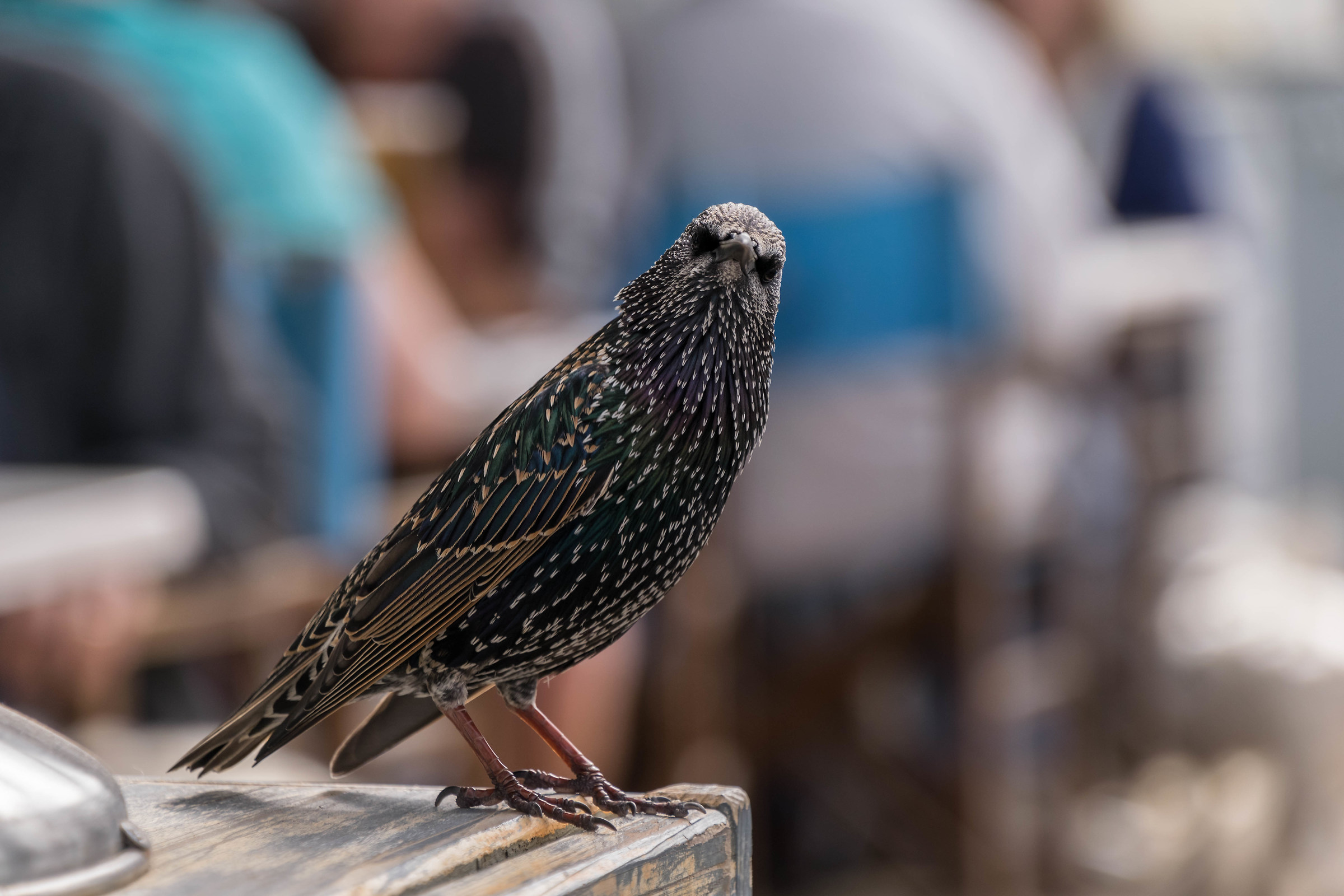 Starling With Attitude!