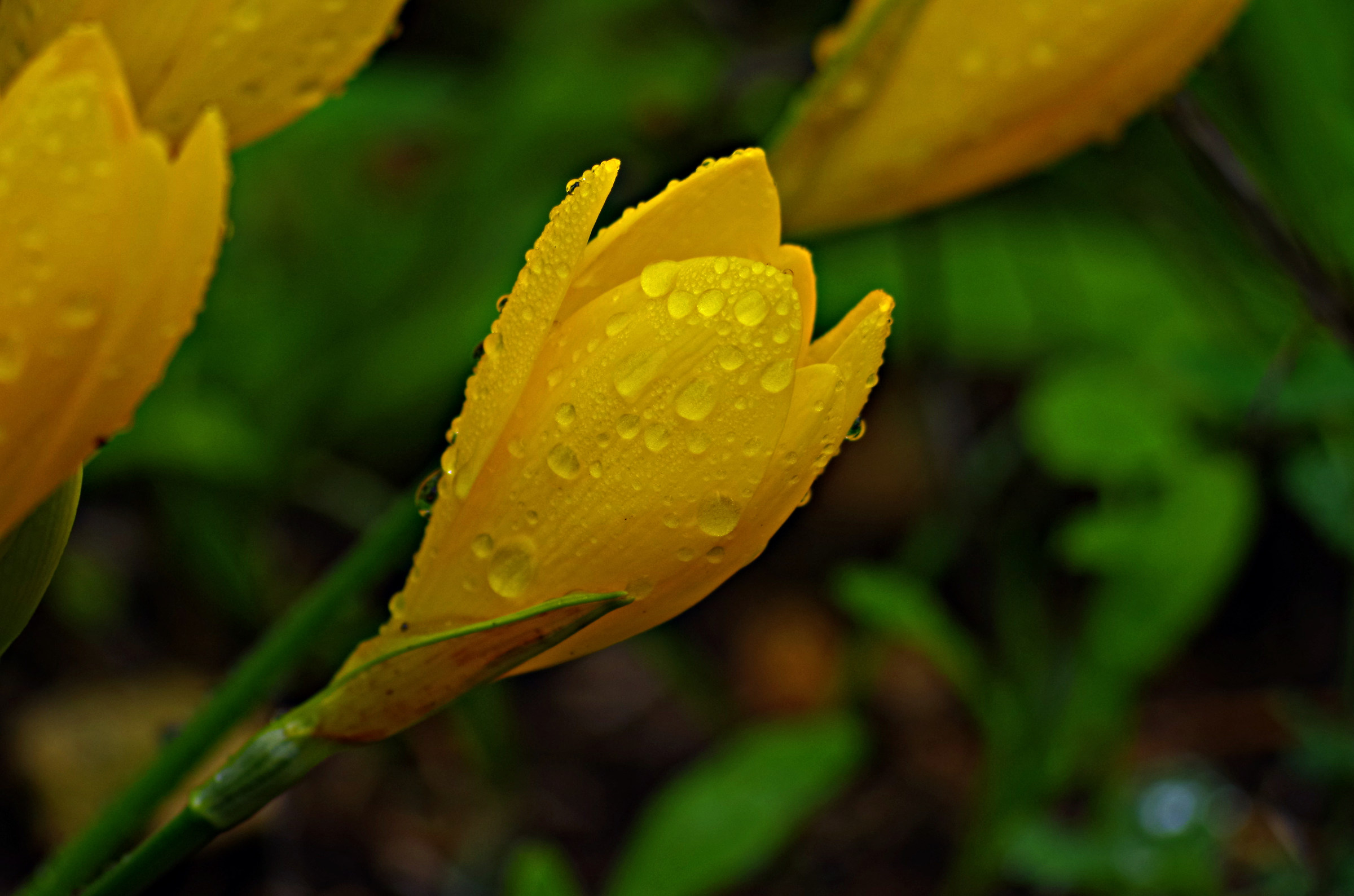 Zafferanastro giallo