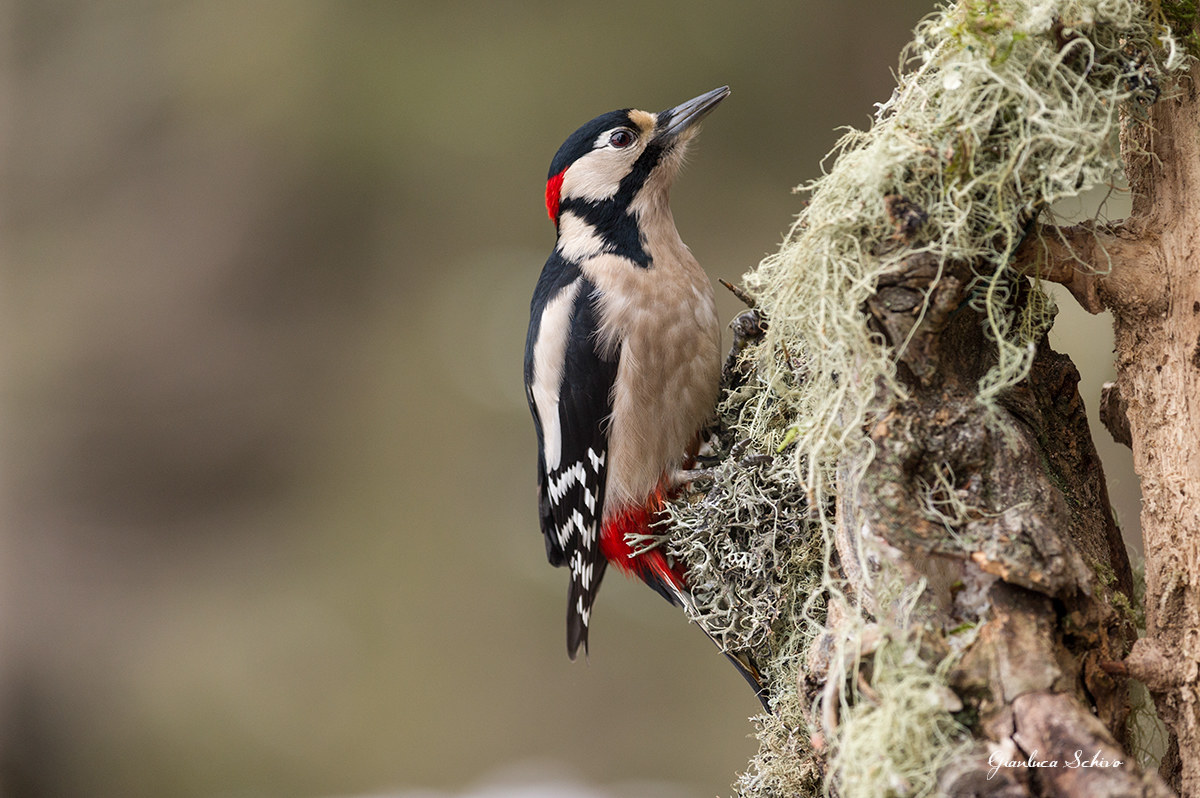 Great Spotted Woodpecker (Male)