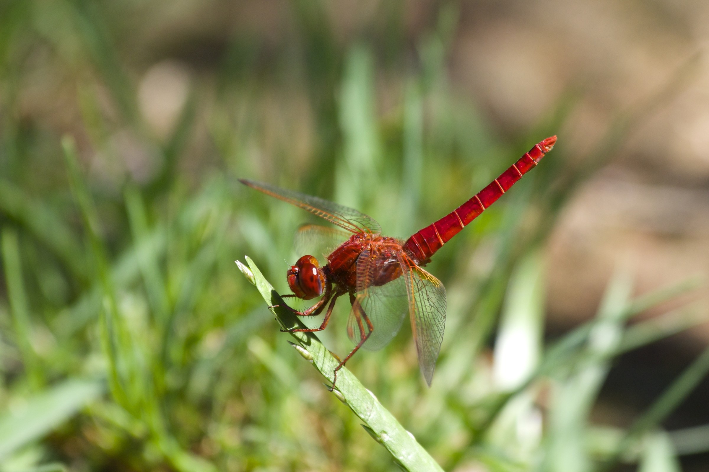 red Dragonfly