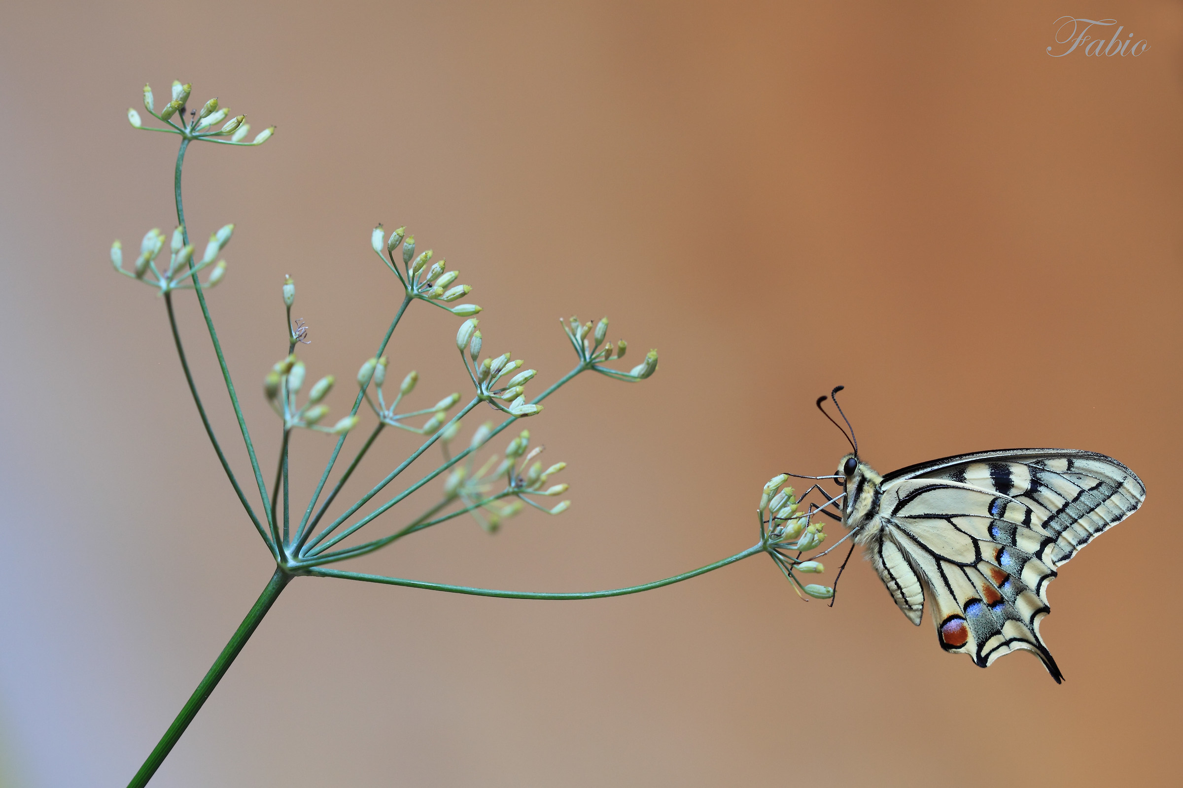 the king 'and his Throne