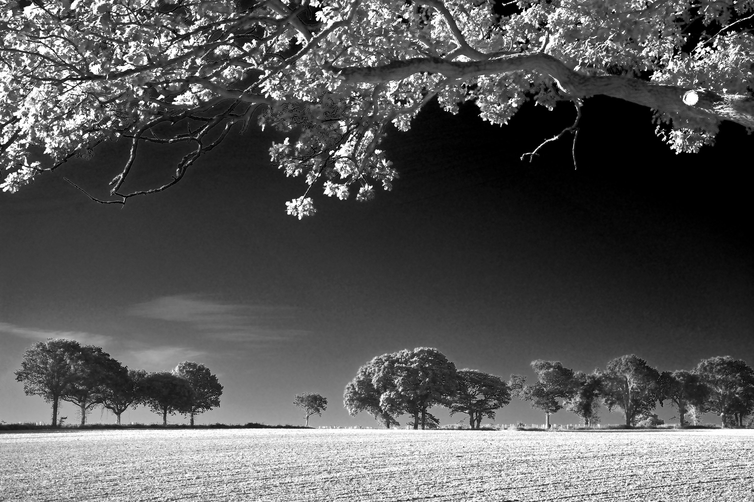 Oaks of Different Ages (The Clarendon Way)