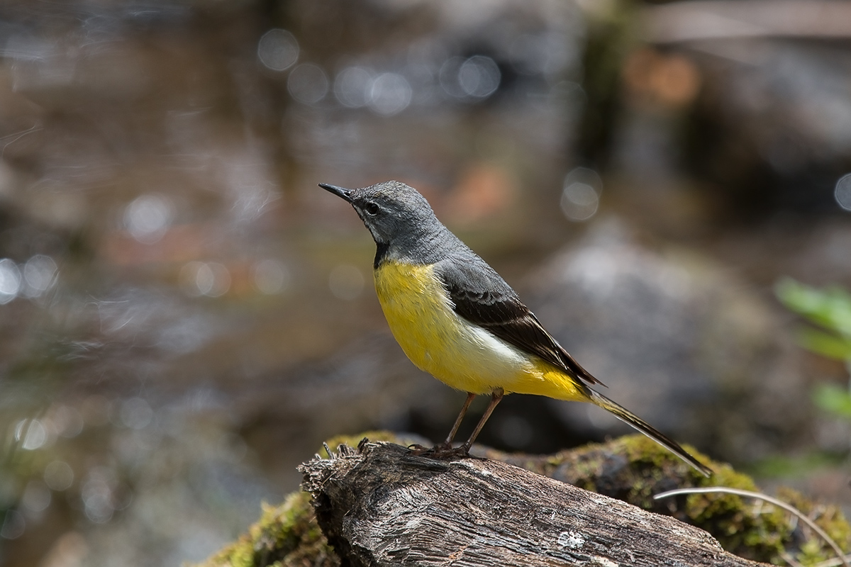 Ballerina Gialla / Grey Wagtail