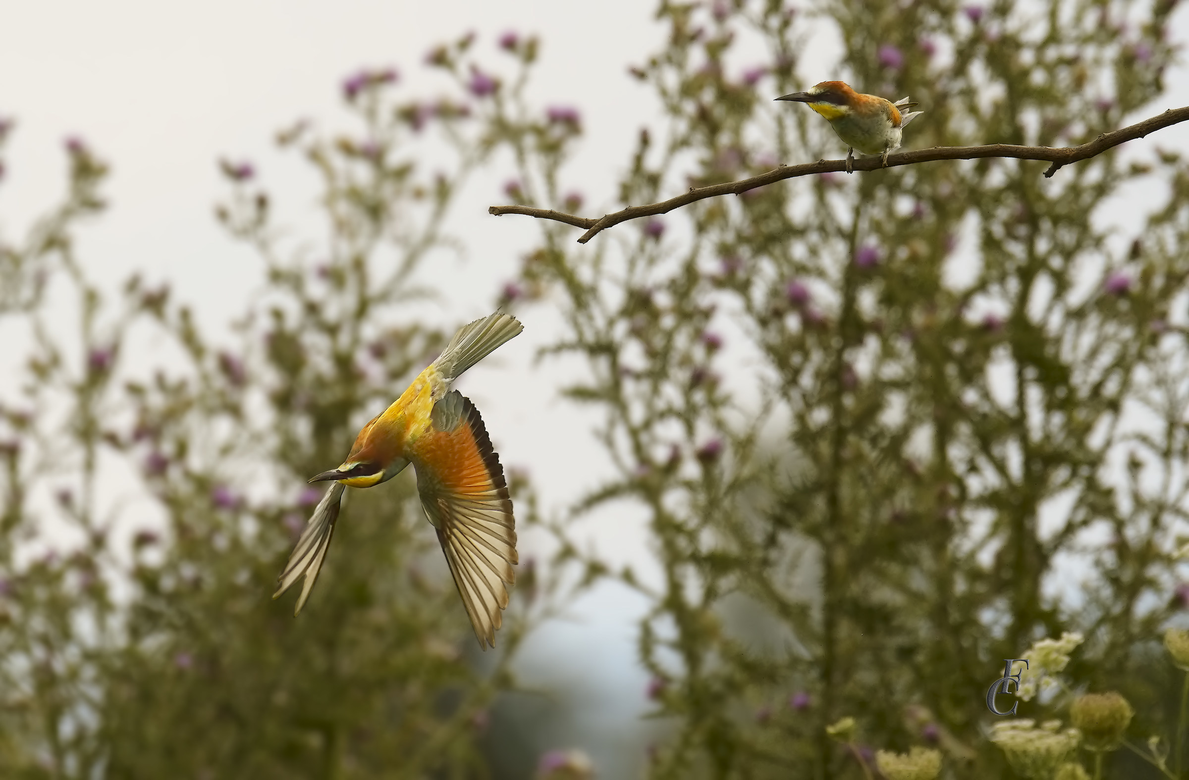 Bee Eater