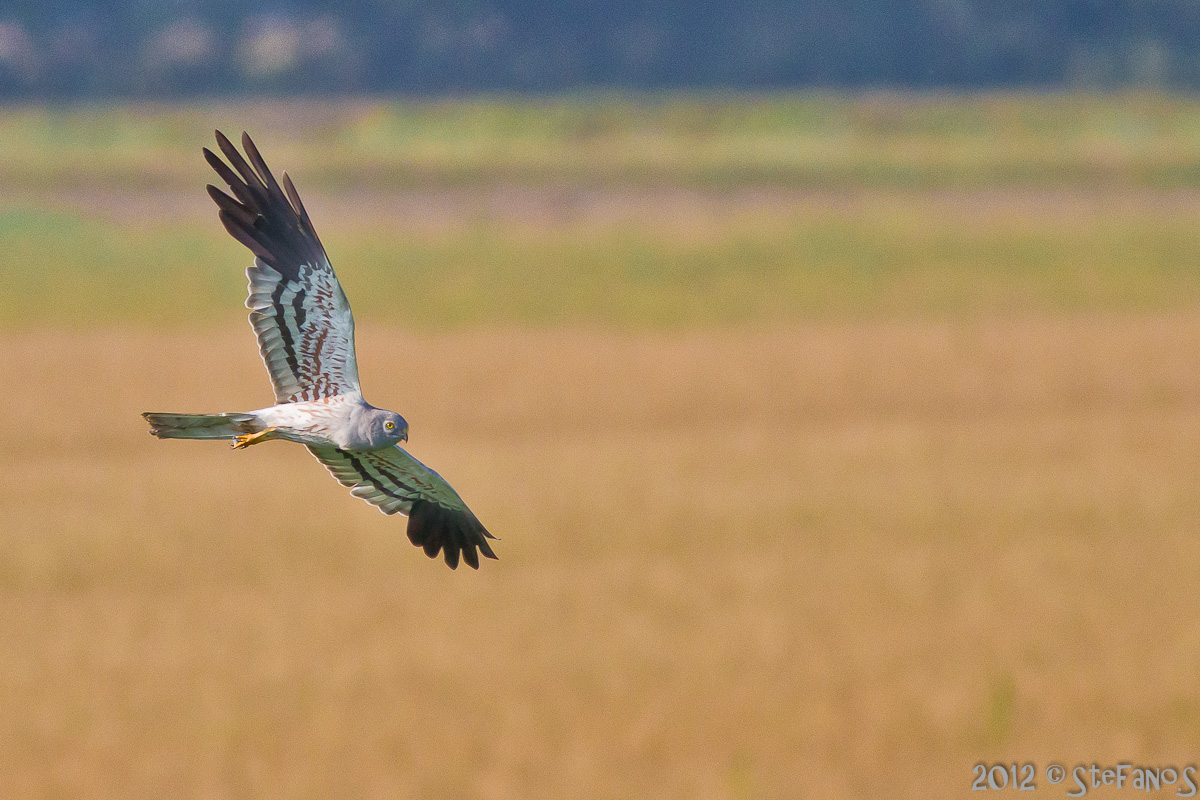 Albanella minore maschio in volo su stoppie