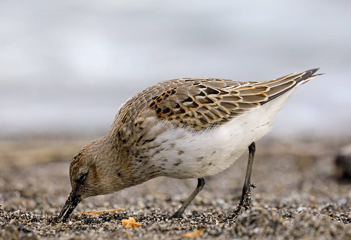 Calidris alpina - Dunlin