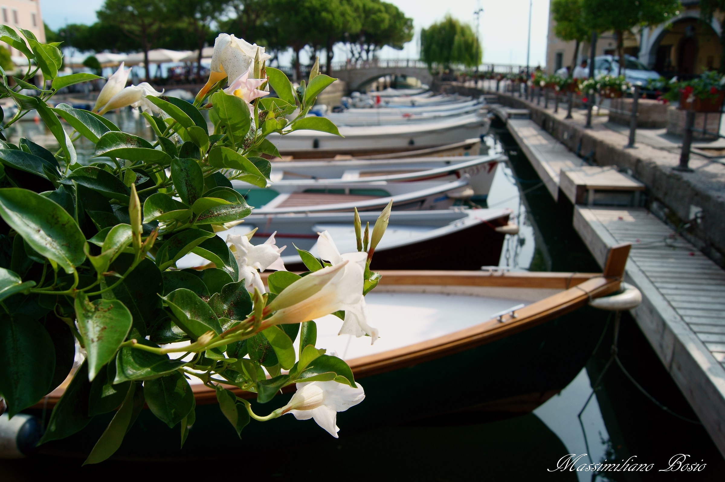 Flowers in port